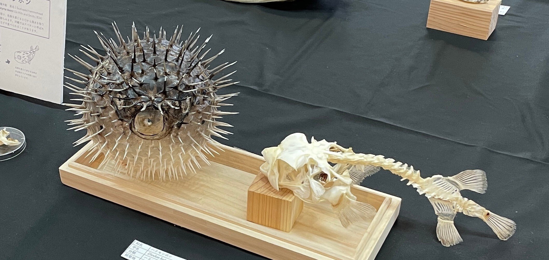 ハリセンボン 骨格標本 ハリセンボン 骨格標本