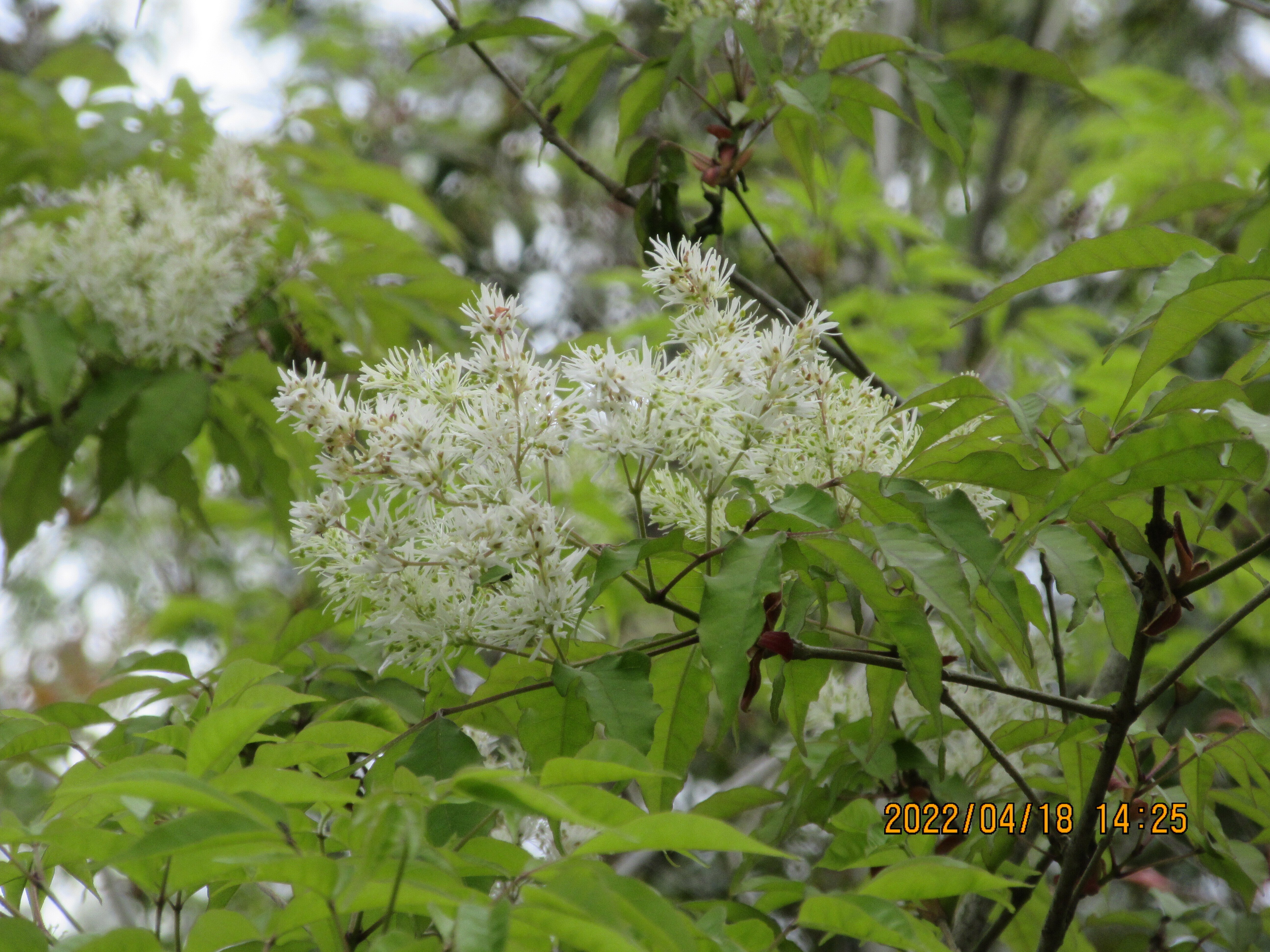 アオダモ・シロダモ、そしてこの花なんの花？｜東近江トレイル探訪