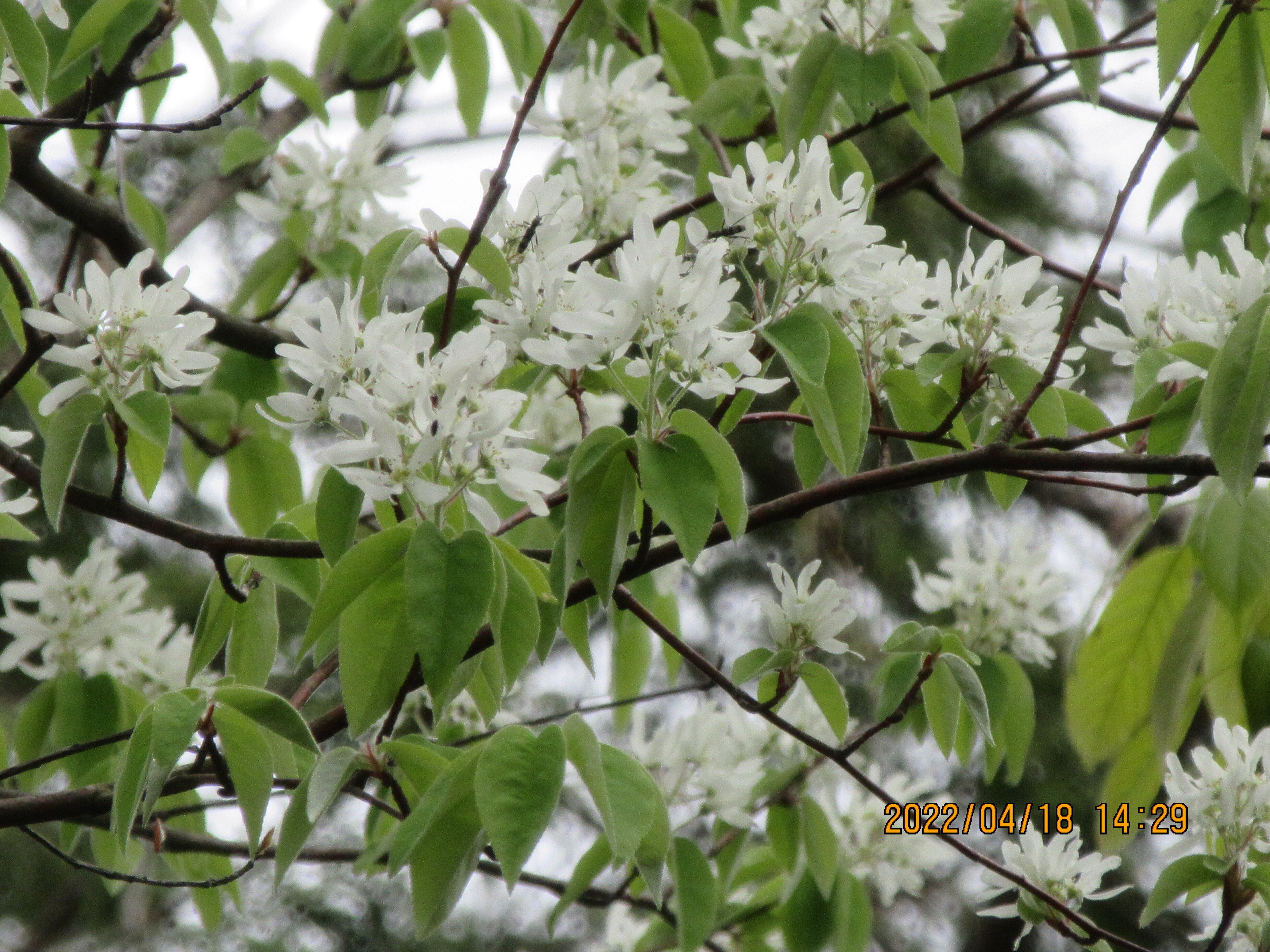 シロモジ 雑木 ――アオダモアオハダ モミジ 山彩り ―― シロモジ 雑木 ――アオダモアオハダ モミジ 山彩り ――