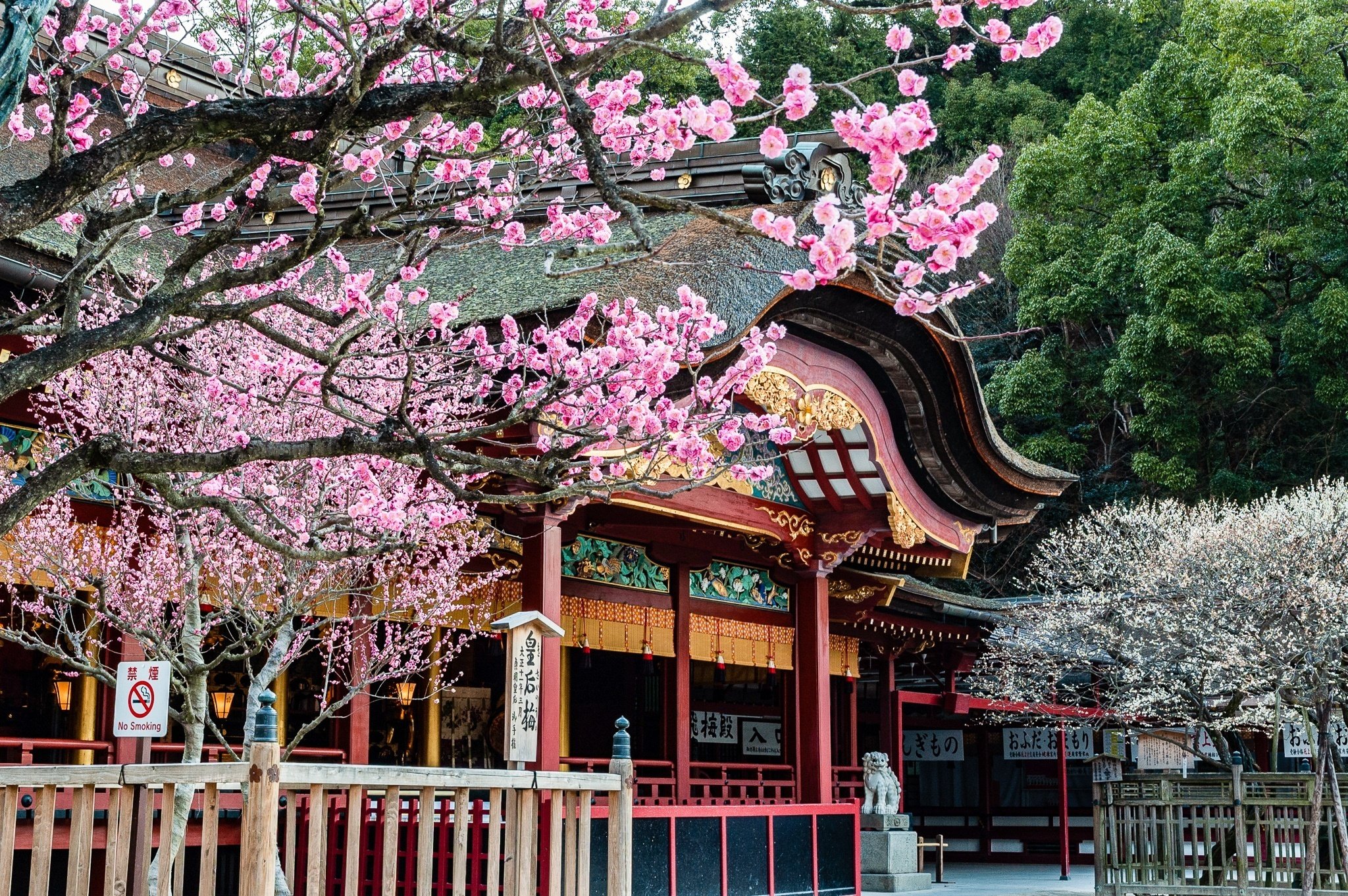 主人のもとに一夜で飛来した 菅原道真公の「飛梅伝説」｜小野照崎神社