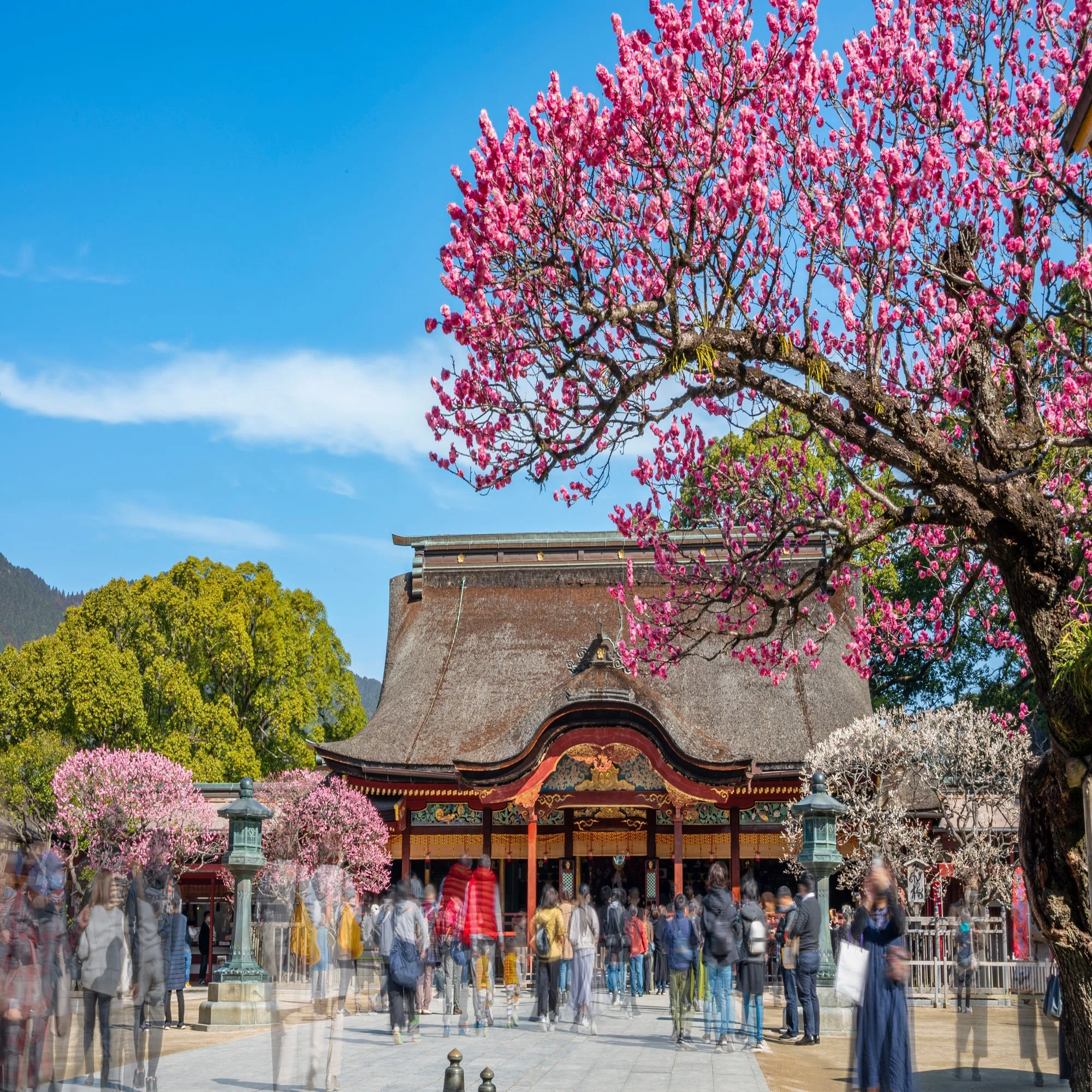 主人のもとに一夜で飛来した 菅原道真公の「飛梅伝説」｜小野照崎神社