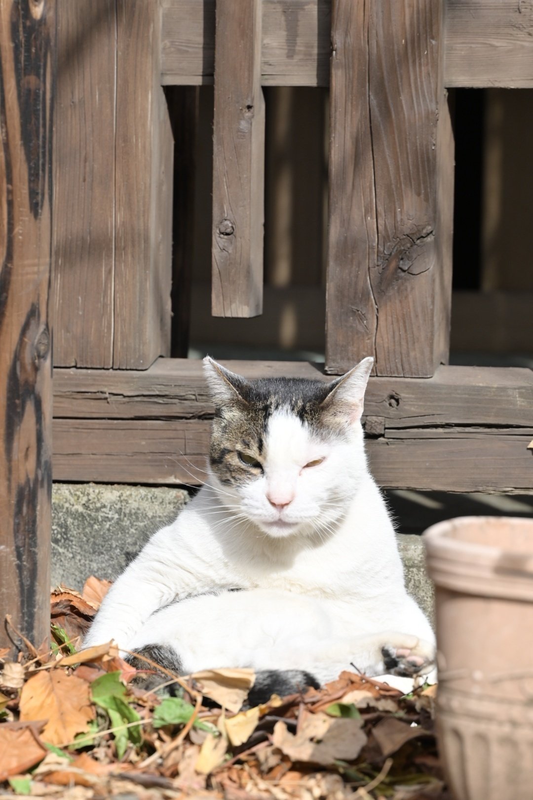 東京さんぽ/2023年2月 蔵前神社で猫日和|mitsuki sora 東京さんぽ/2023年2月 蔵前神社で猫日和|mitsuki sora