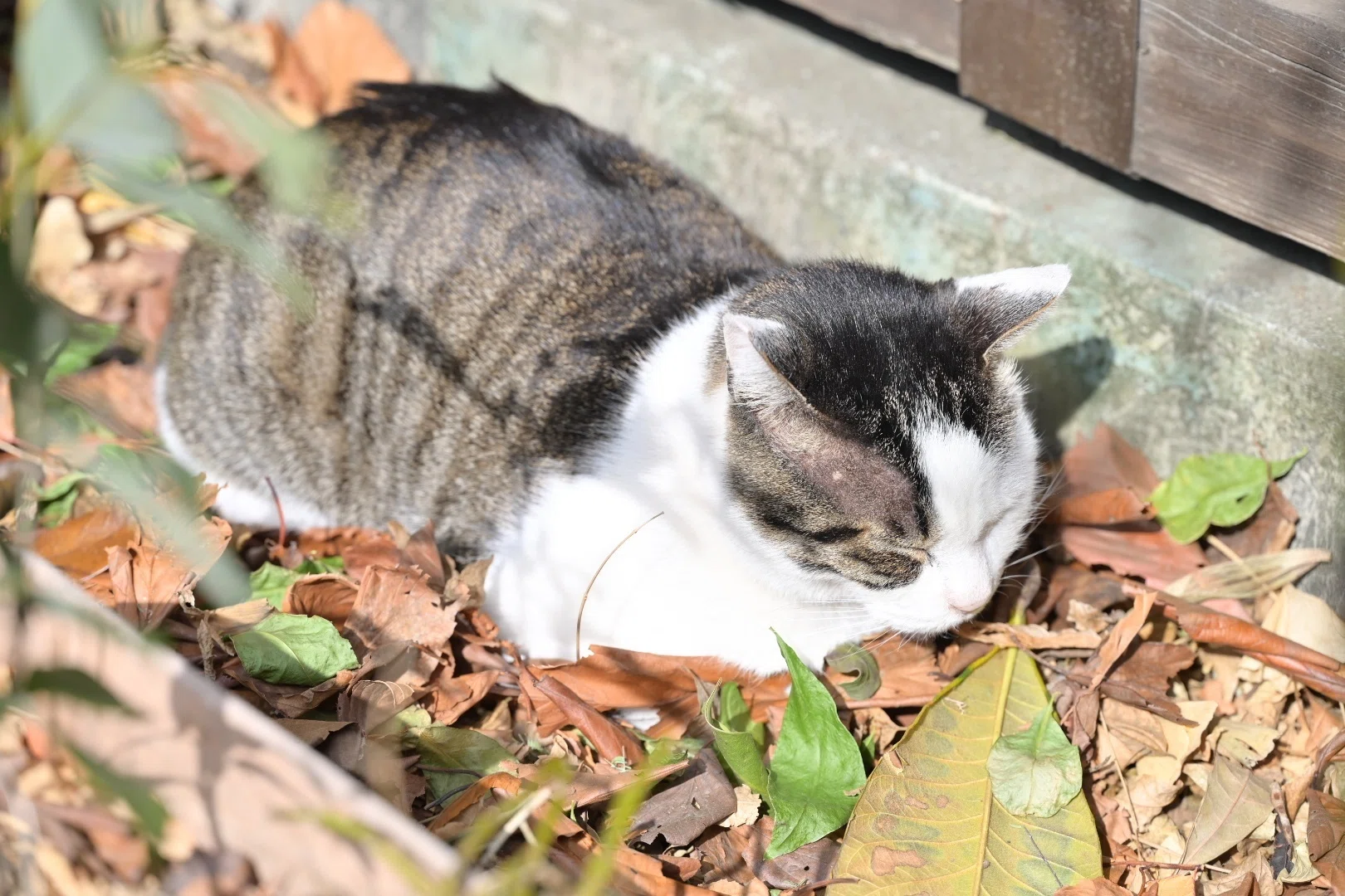 モツ猫 東京さんぽ／2023年2月 蔵前神社で猫日和｜mitsuki sora