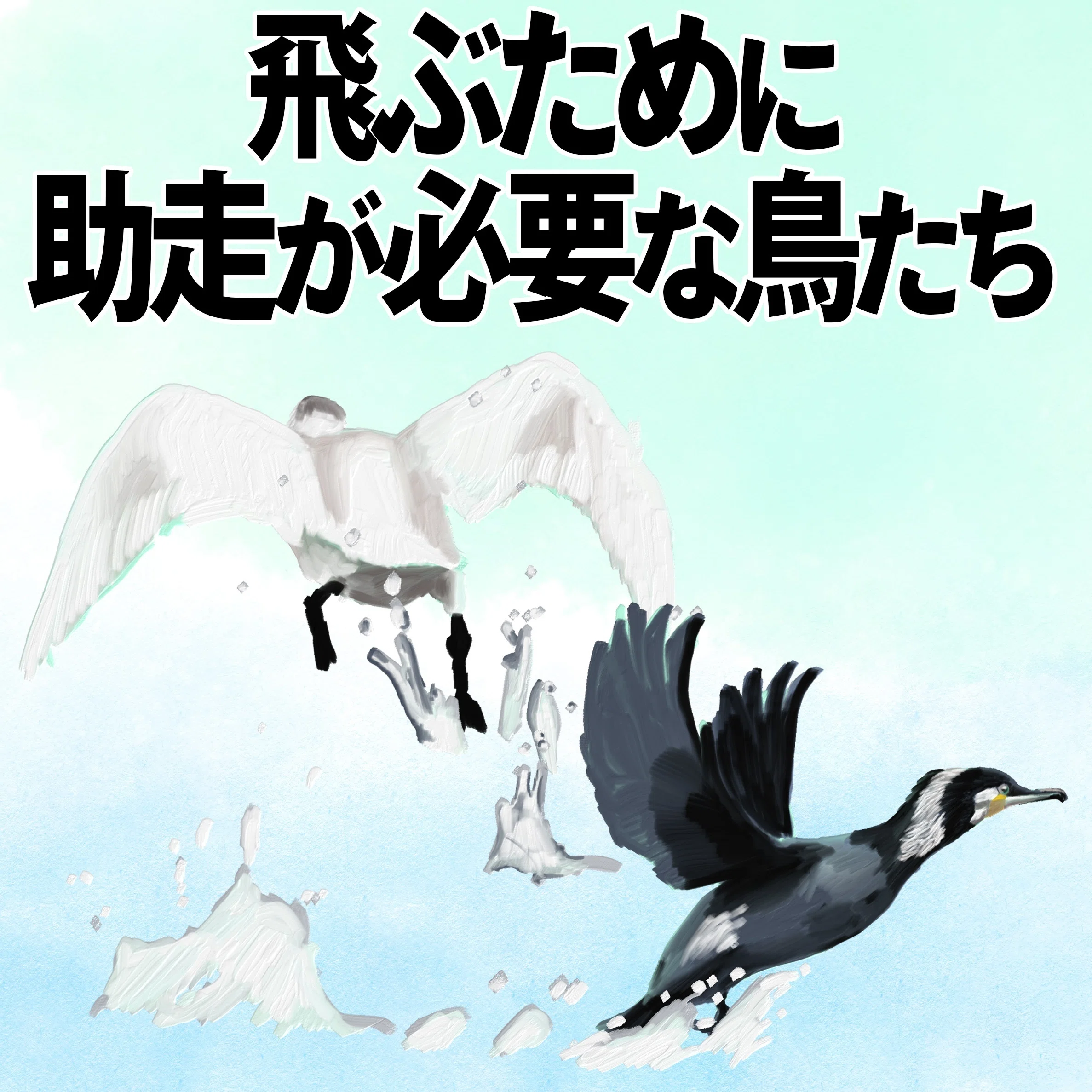 飛ぶために助走が必要な鳥たち｜カワウ、ハクチョウ｜くますけ｜自然