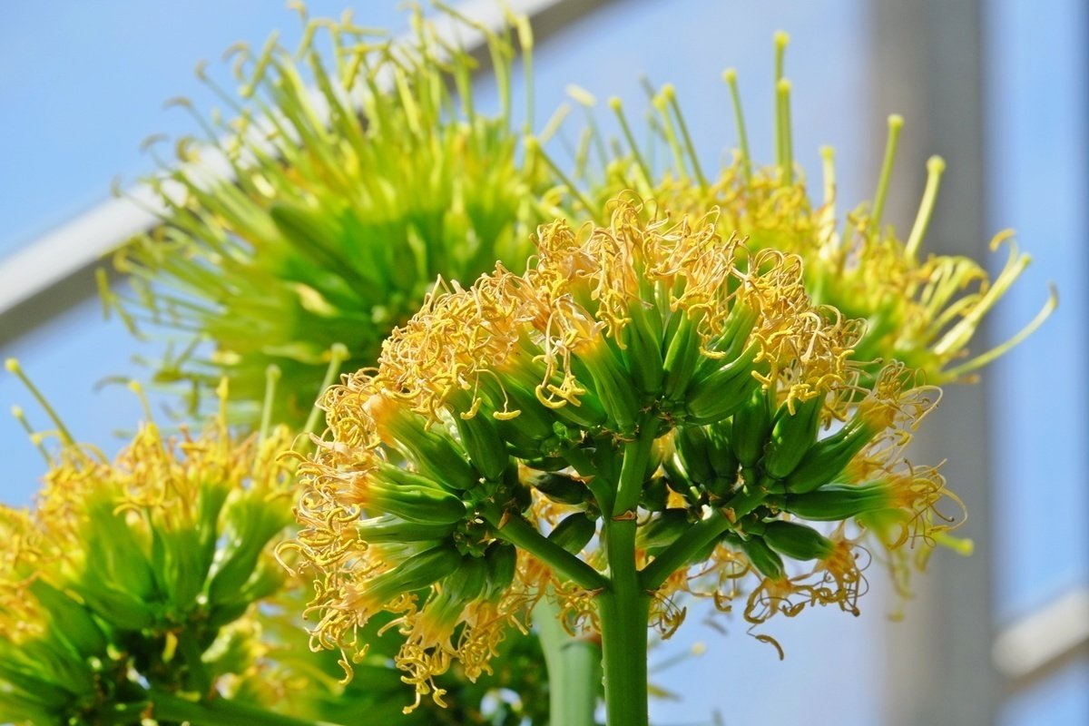アガベ　アオノリュウゼツラン　デスメティアーナ アガベ デスメティアーナ '銀河旅人' Agave desmetiana 'Blue