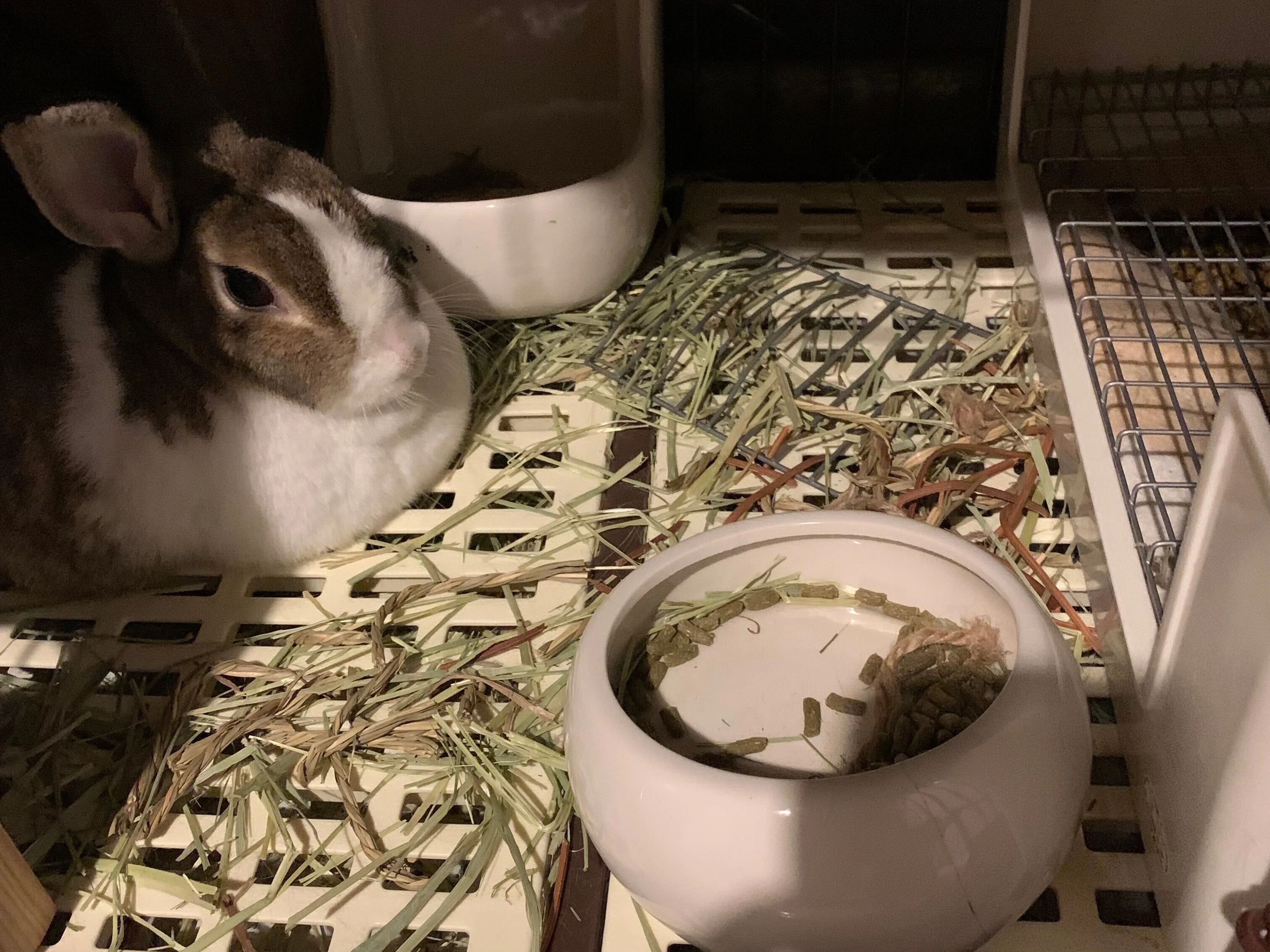 うさぎの気持ち｜やつづか えり