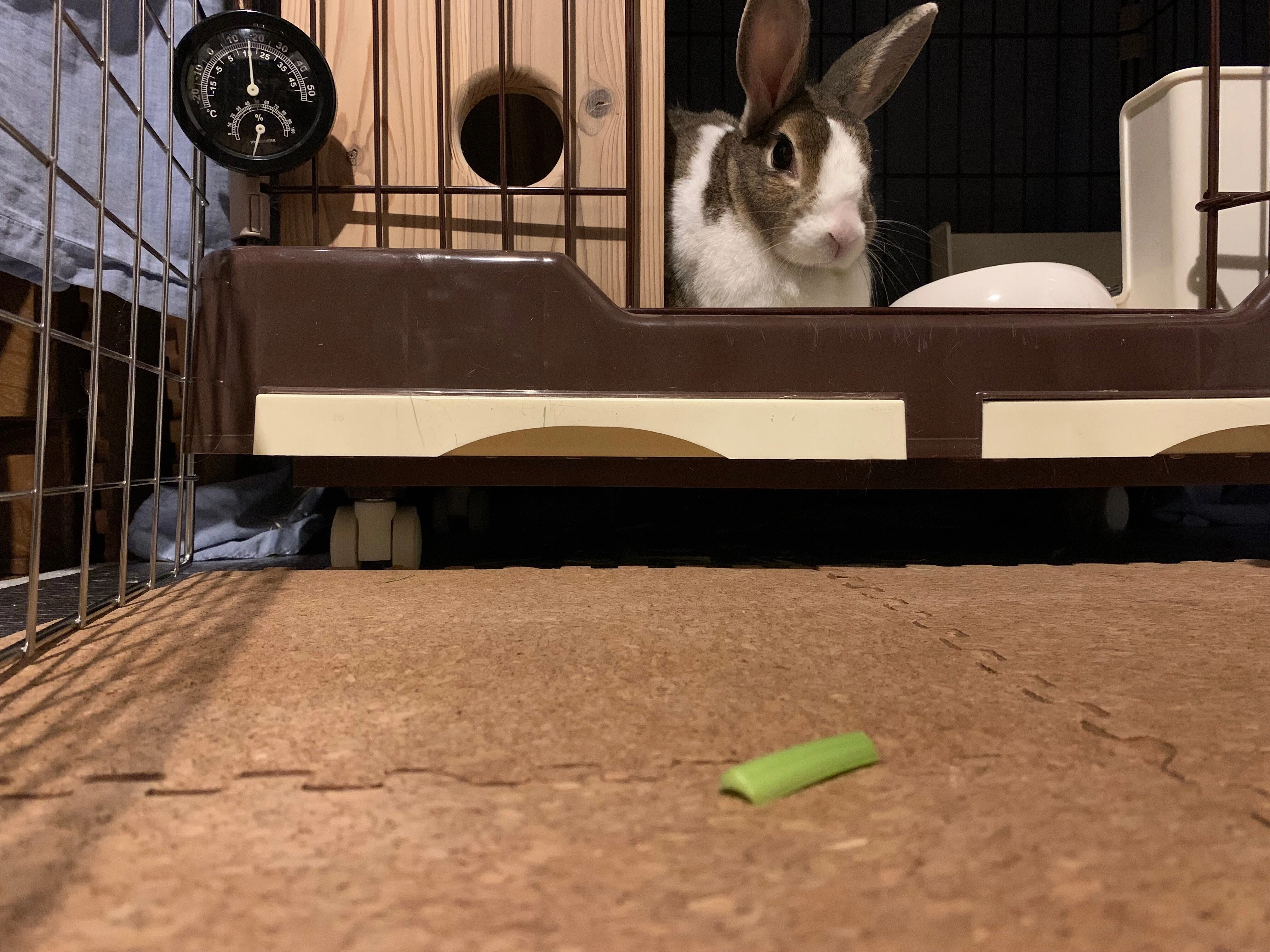 うさぎの気持ち｜やつづか えり