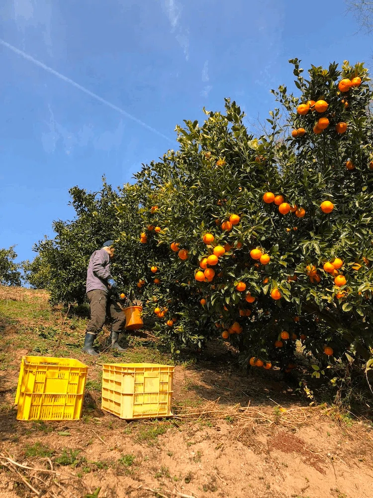 Ehime] Delivering the taste of real mandarin oranges in a juice
