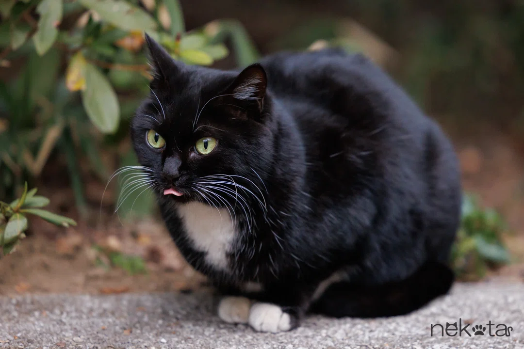 さて、問題です(=^・^=) 👅は出ているでしょうか？ ツキノワグマのよう