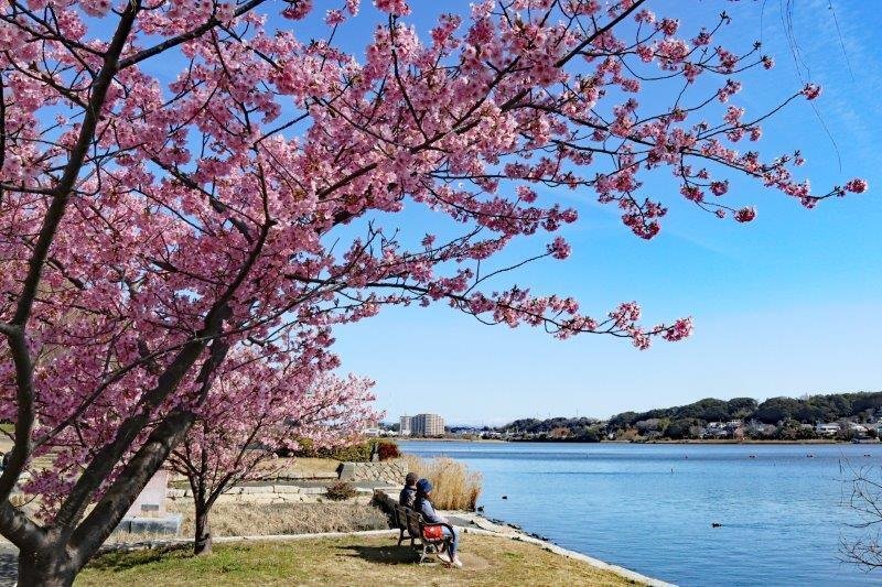 浜松市内で河津桜のお花見ができるスポットを紹介します｜浜松市公式note