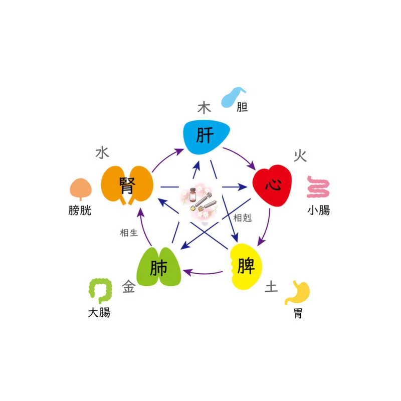 東洋医学の「五臓」って何?|Manami ディエンチャン&アロマで健やかな身体作りをサポート (八王子)|note