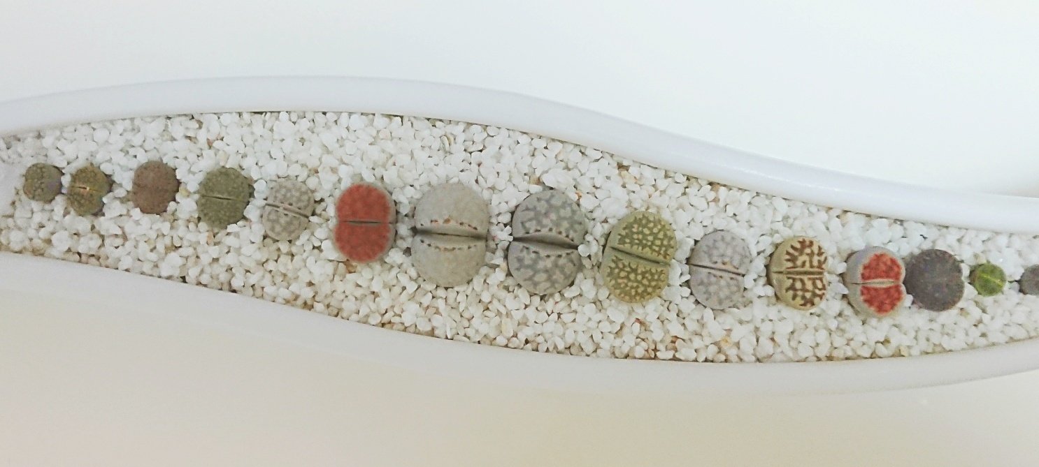 生ける宝石リトープス 生きる宝石リトープス｜みつき屋