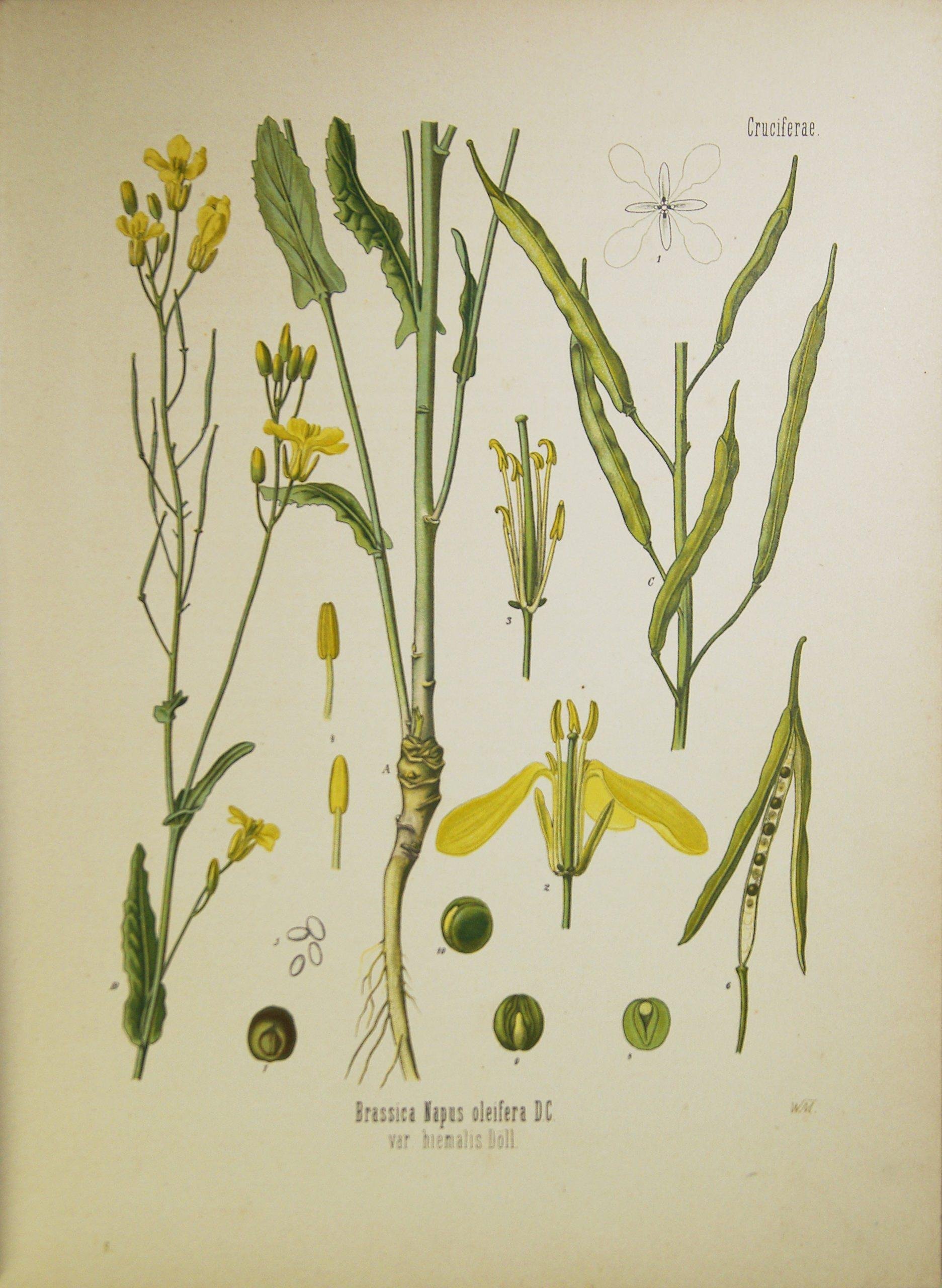 世界薬用植物百科事典 Amazon.co.jp: 図鑑 世界薬用植物百科事典/誠文堂新光社 A