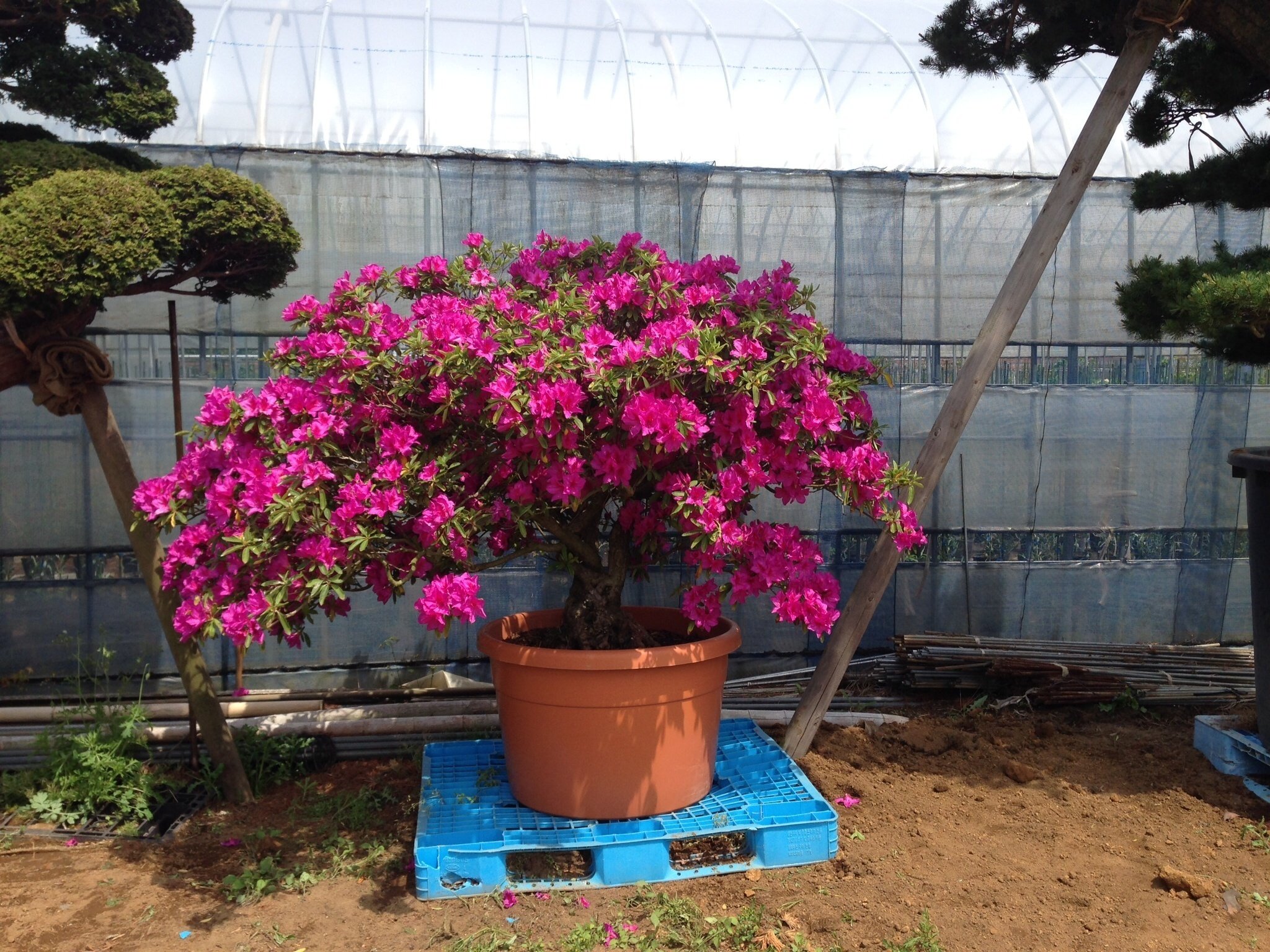 日本の植木｜日本花卉文化株式会社