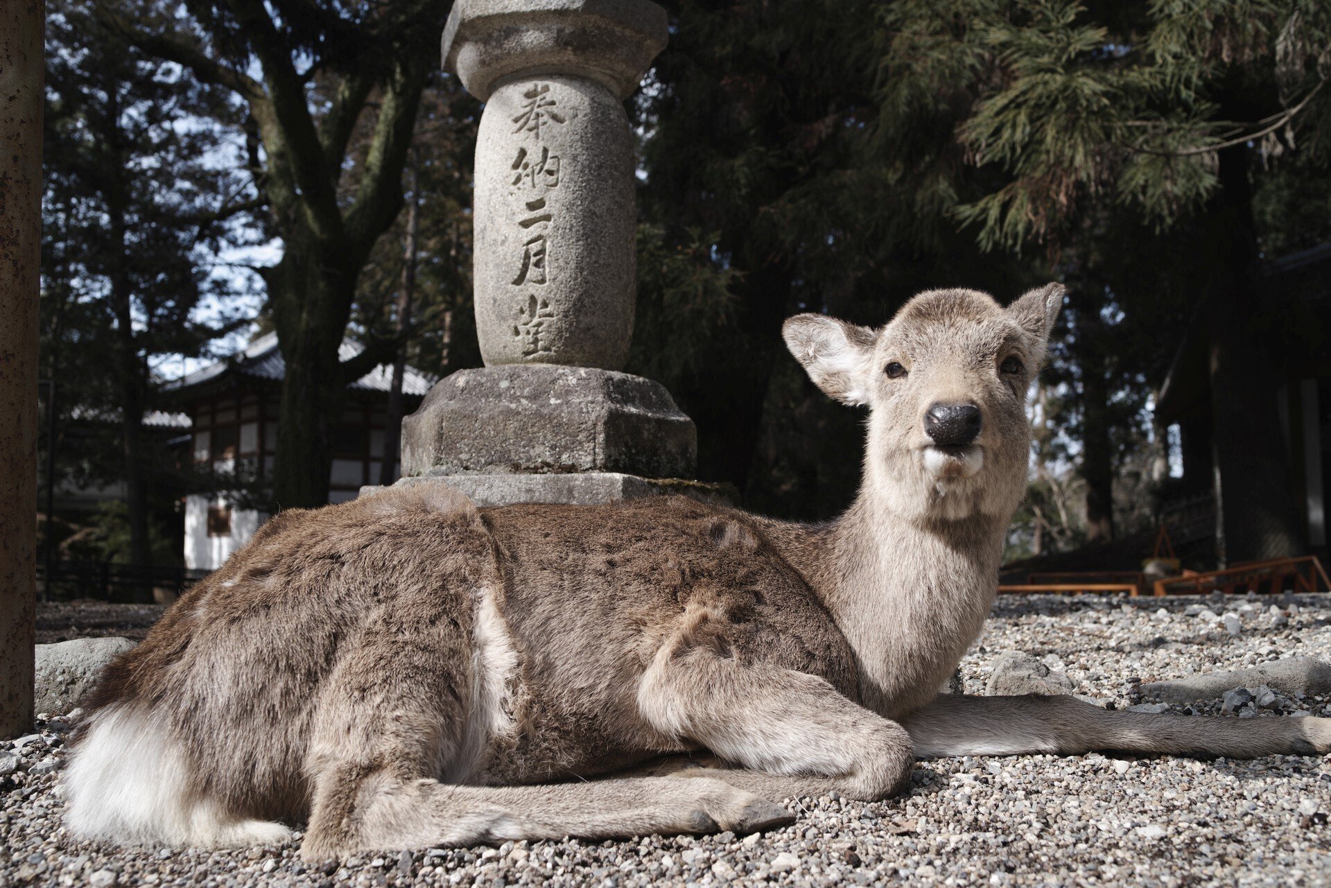 奈良公園でJ limited 01デビュー(smc PENTAX-FA 31mmF1.8 Ltd 奈良公園でJ limited 01デビュー(smc PENTAX-FA 31mmF1.8 Ltd