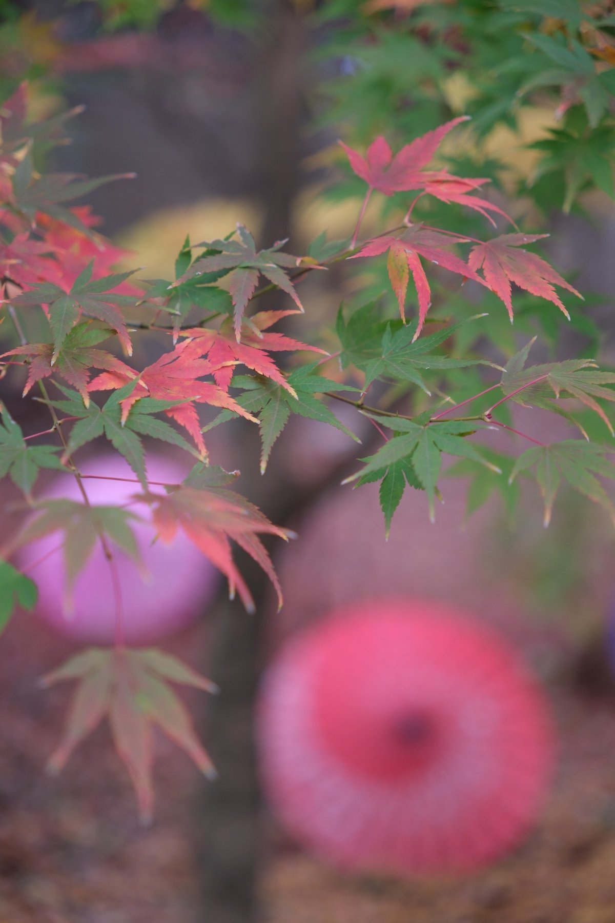 間々田八幡宮　紅葉　和傘祭り