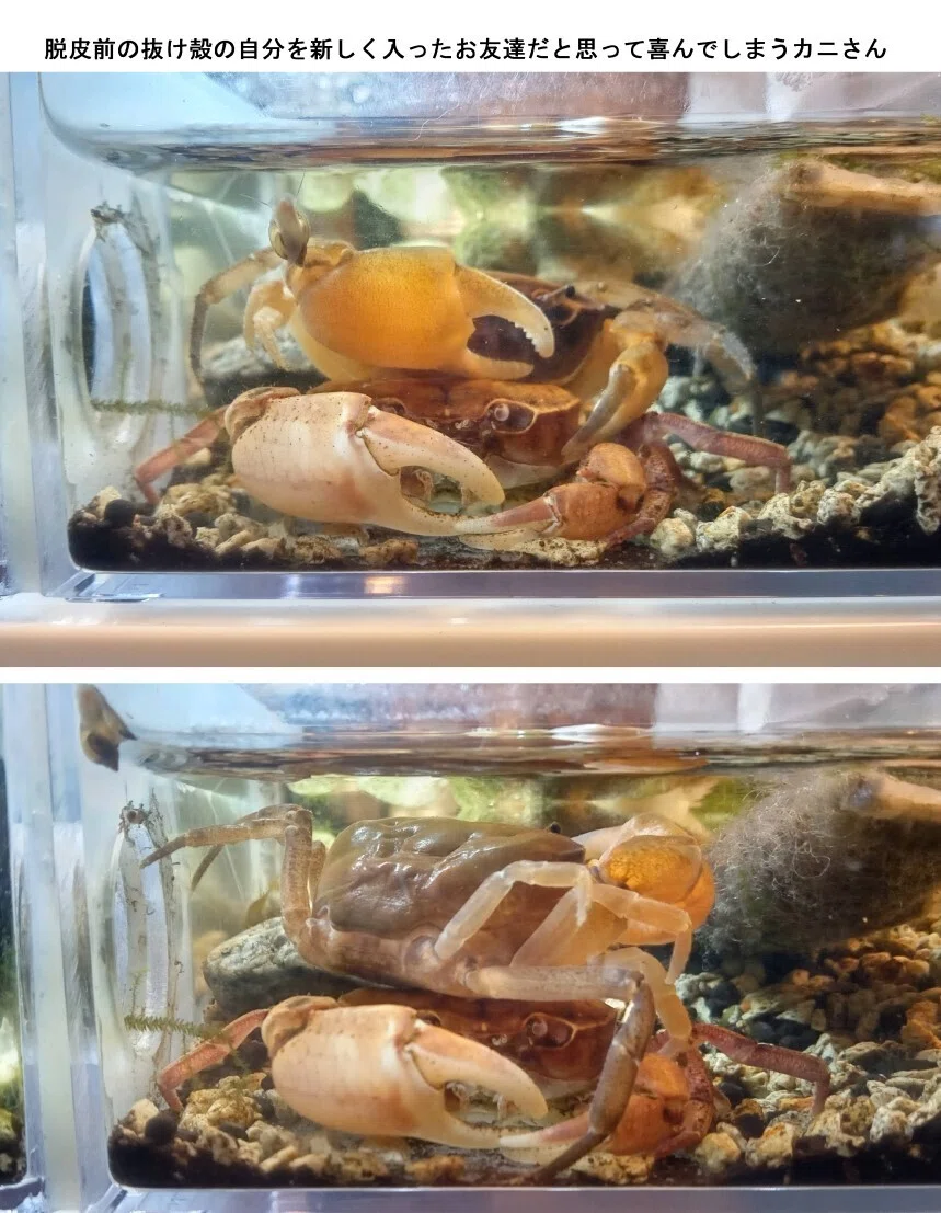 脱皮前の自分の抜け殻を新しく入ったお友達だと思って喜んでしまうカニ 