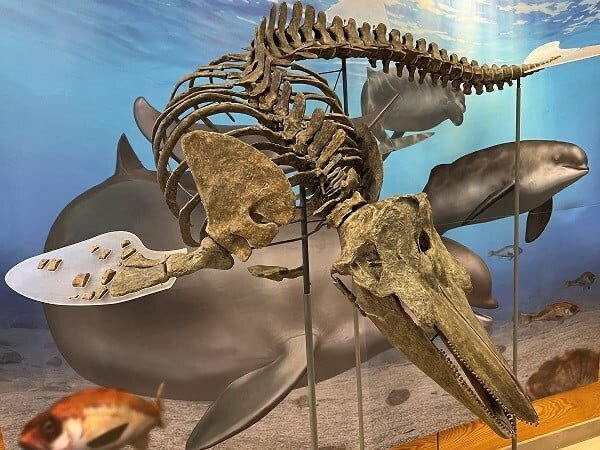 北海道沼田町］クラウドファンディングで「化石王国ぬまた」を発信しま