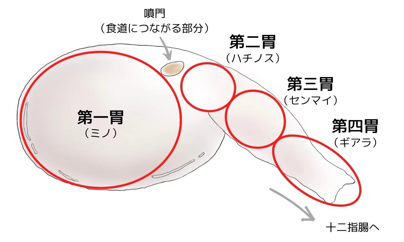 三 つの 袋 胃袋