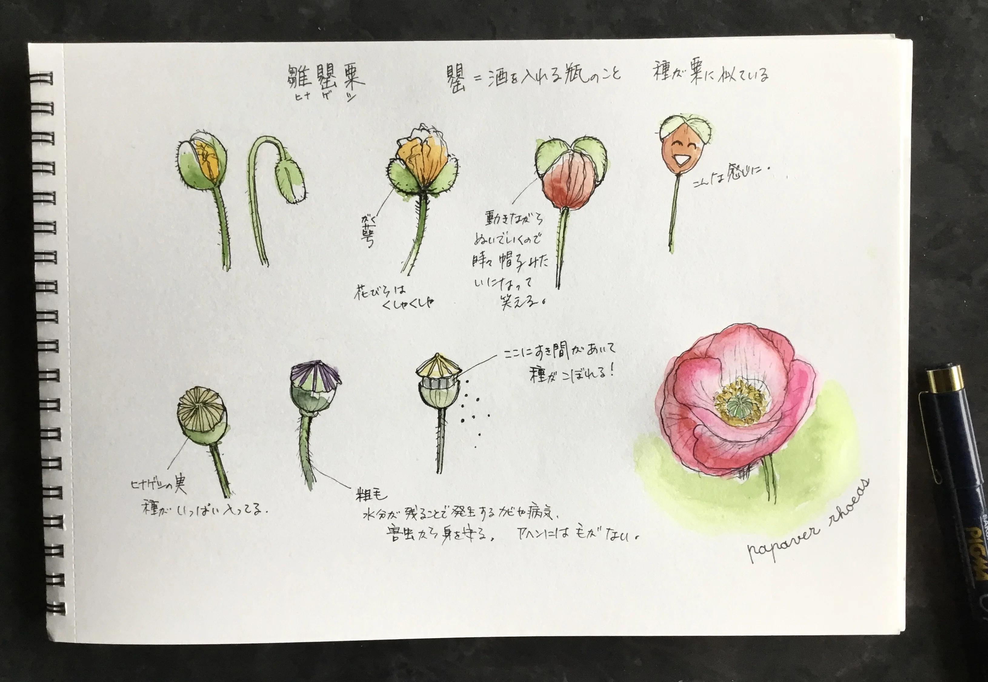 ポピーの生き方｜フランチェスカ