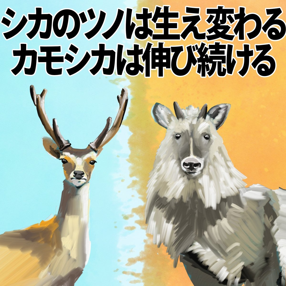 シカのツノは生え変わる。カモシカのツノは伸び続ける。｜くますけ  