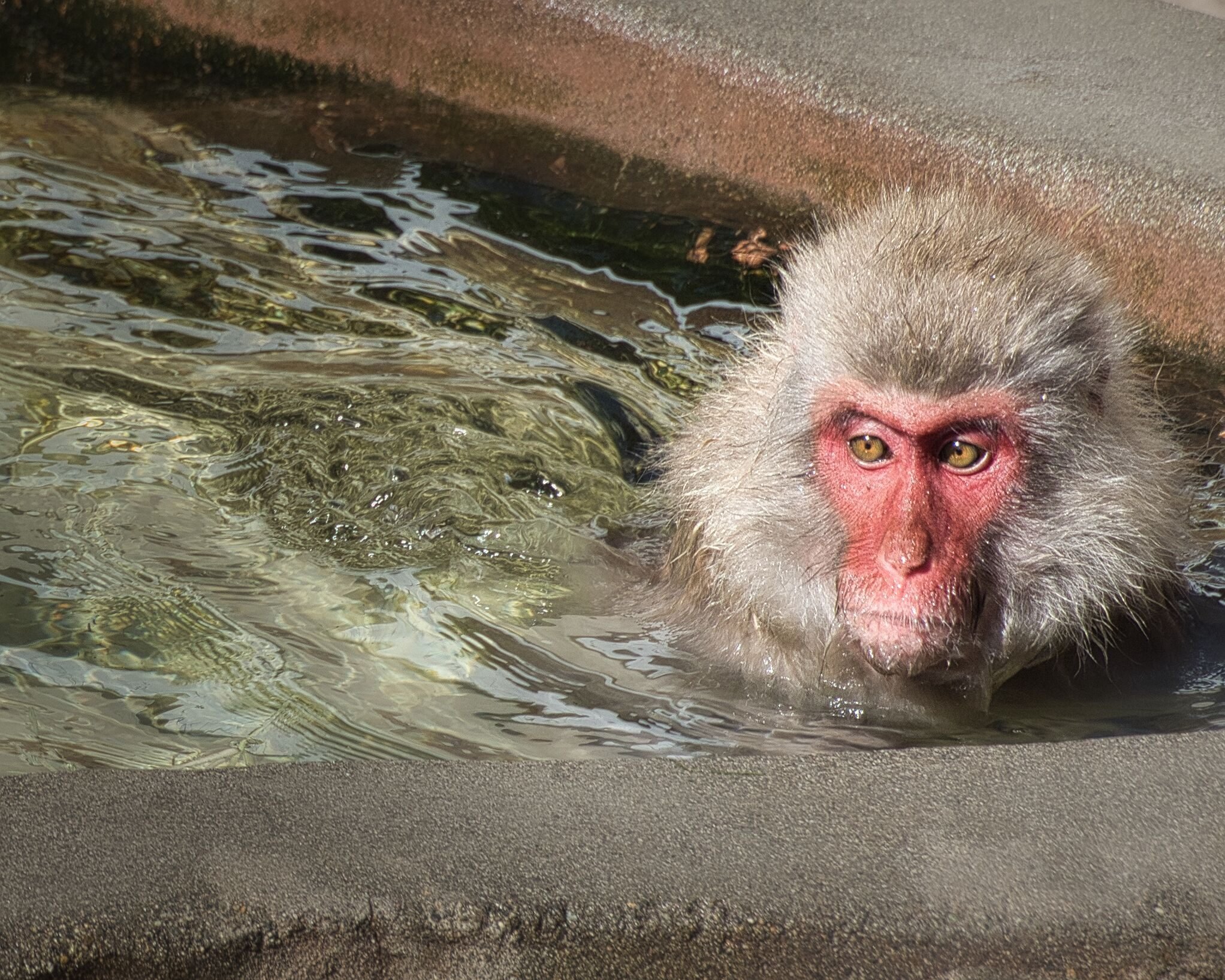 機材紹介⑥M.ZUIKO DIGITAL ED 75-300mm F4.8-6.7 II｜4/3 Photos