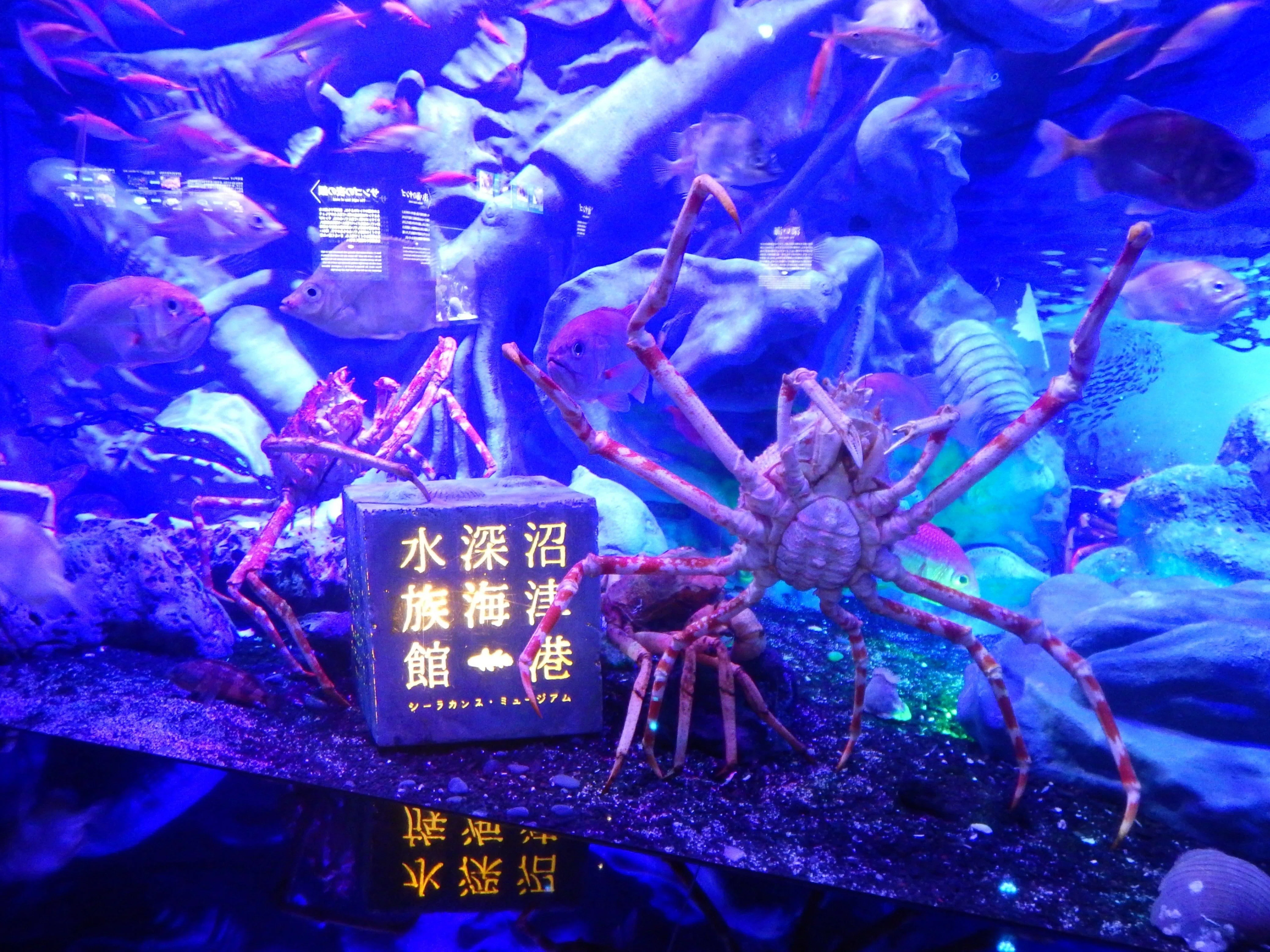 2023静岡水族館巡り④沼津港深海水族館｜保育士みっちゃん
