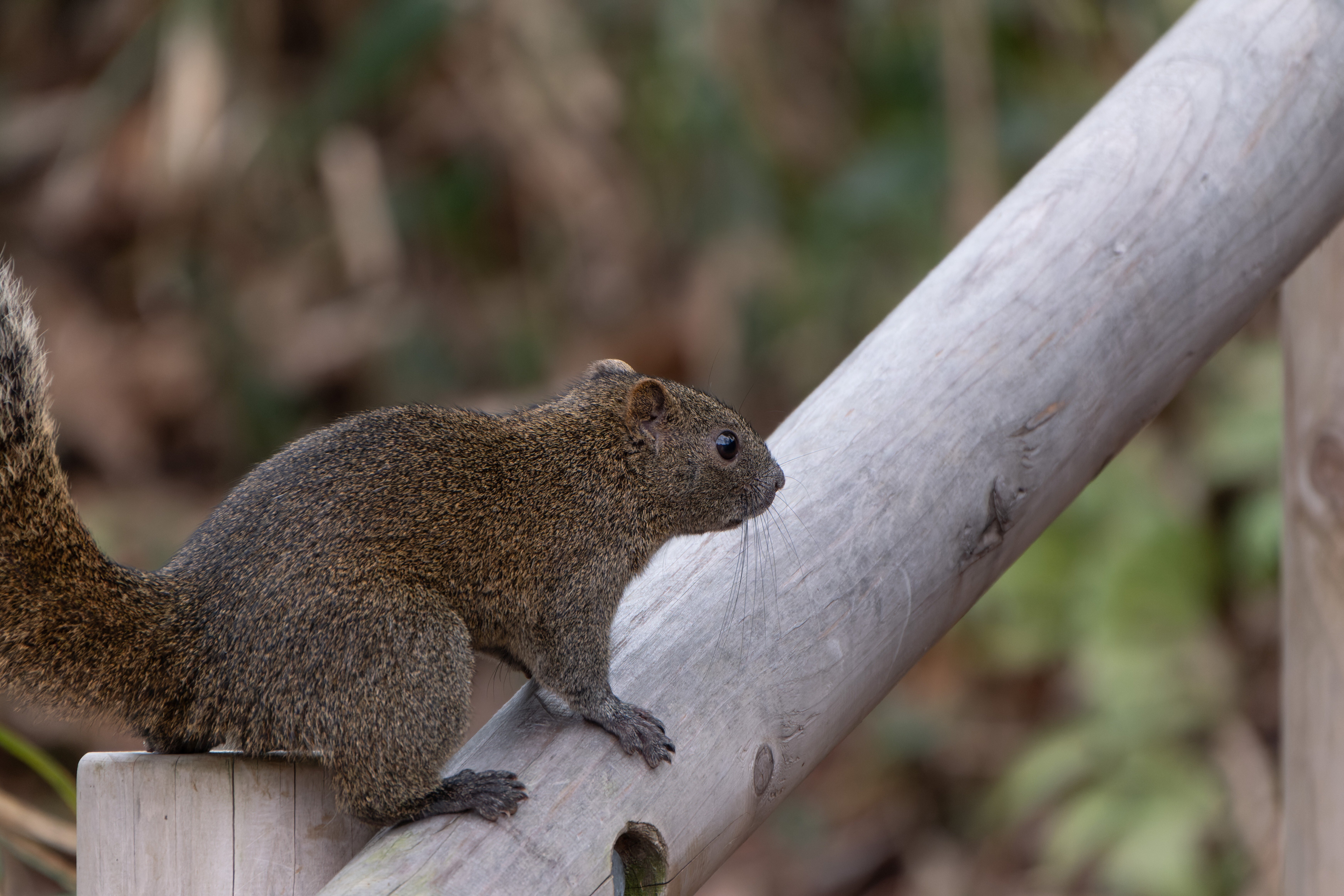 832 タイワンリス｜RURI