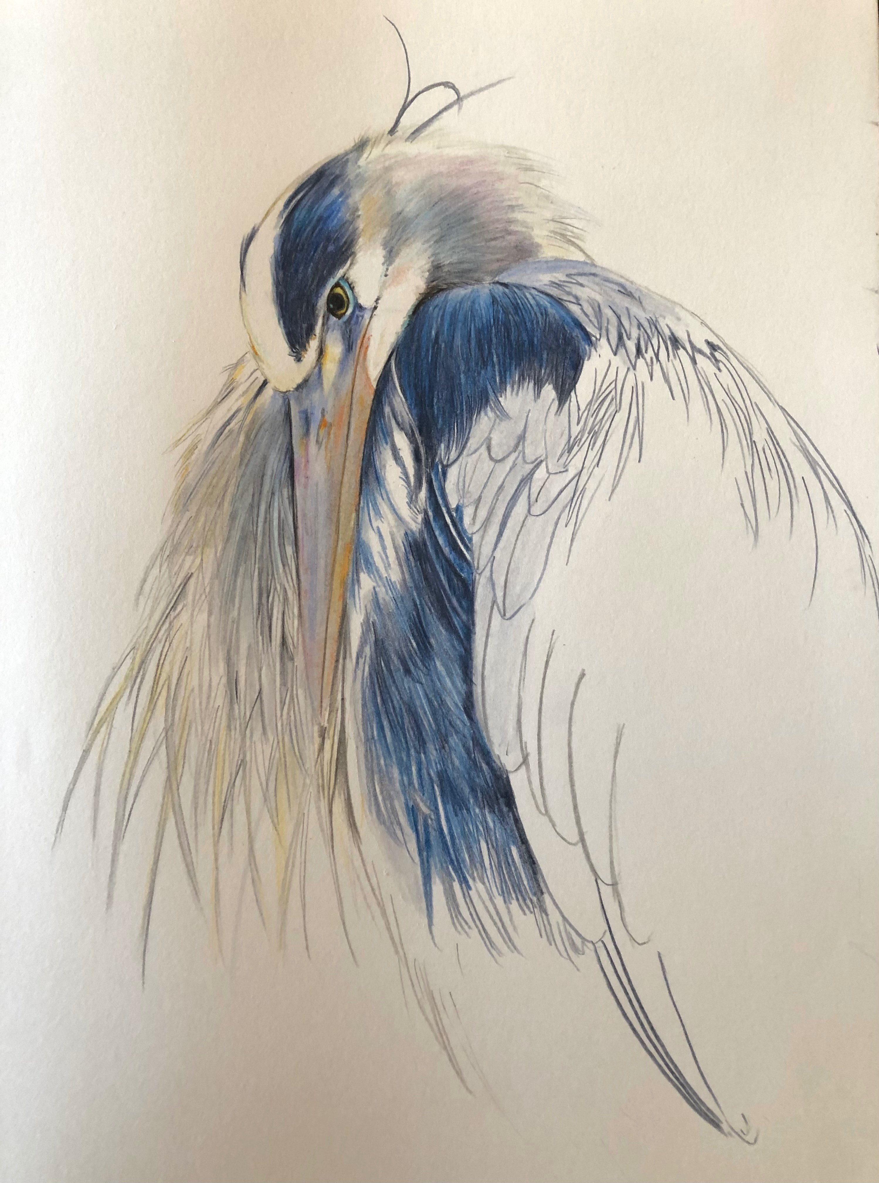 鳥の絵を載せるだけの日 19｜橘鶫TachibanaTsugumi