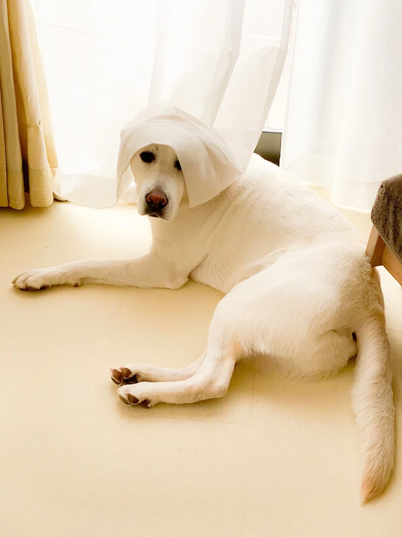バレちゃったから白状するけど|ささきひろこ|note
