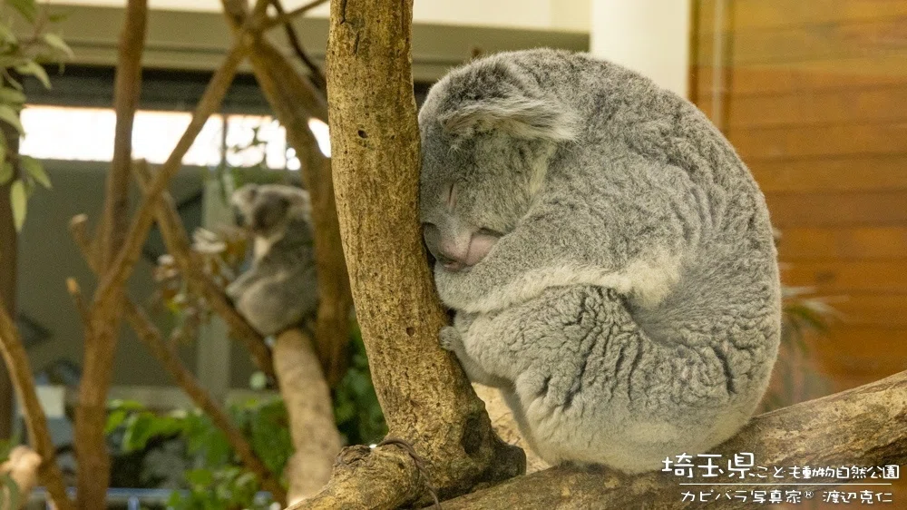 園名から想像した広さと楽しさが何倍も！埼玉県こども動物自然公園