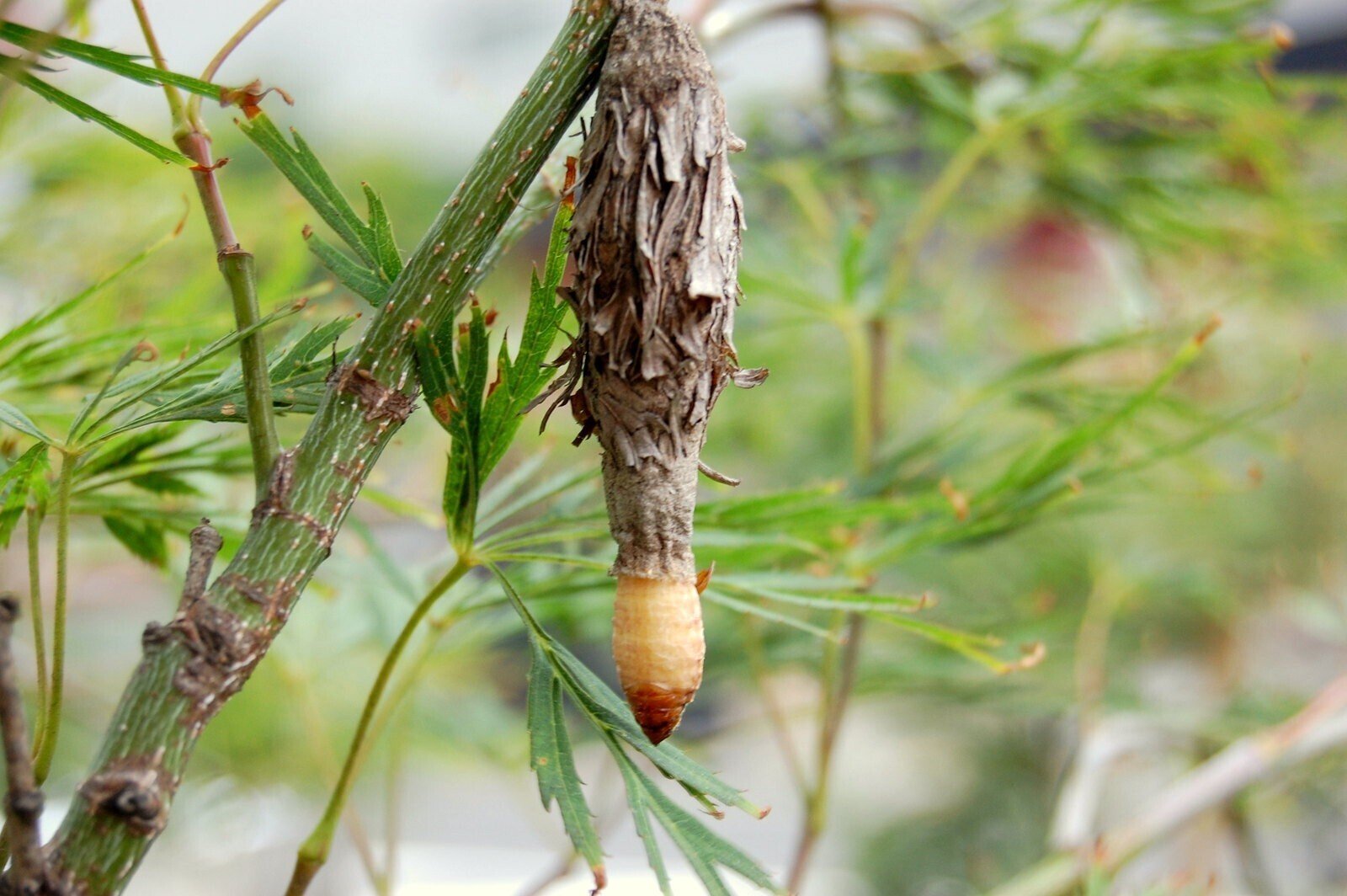 ミノムシの蓑の中には秘密がいっぱい詰まっている～じいちゃんの