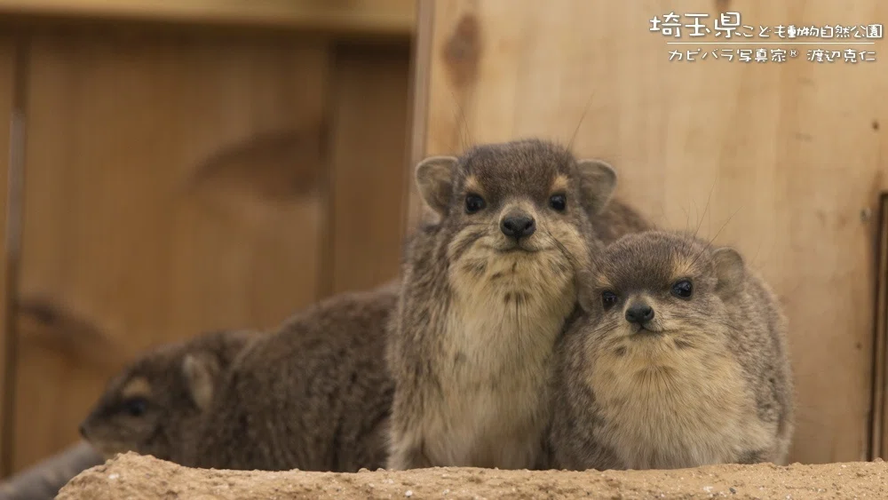 園名から想像した広さと楽しさが何倍も！埼玉県こども動物自然公園