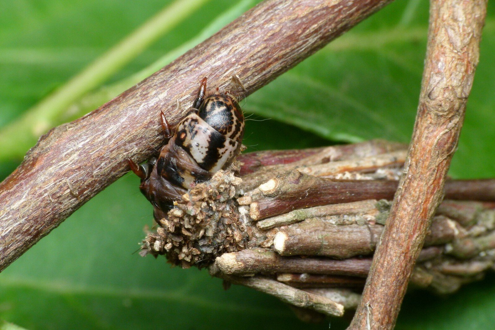 ミノムシの蓑の中には秘密がいっぱい詰まっている～じいちゃんの小さな