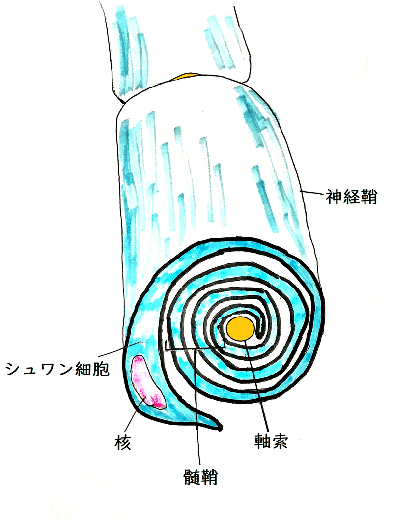 高校生物】動物生理③「神経細胞はどのように興奮を伝えるのか