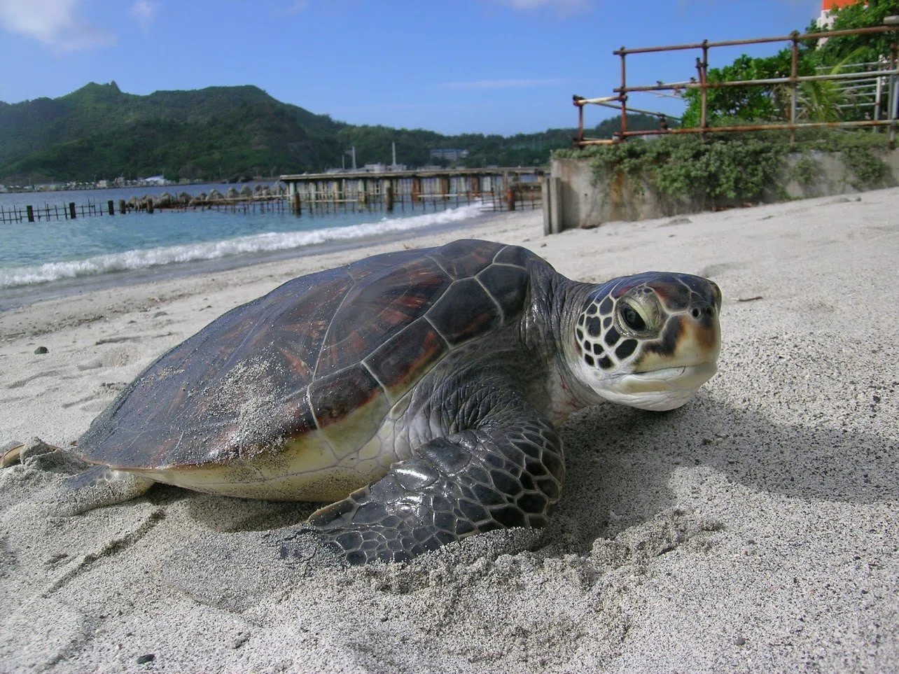 ウミガメを絶滅させない～海ほんらいの力をサポートする～