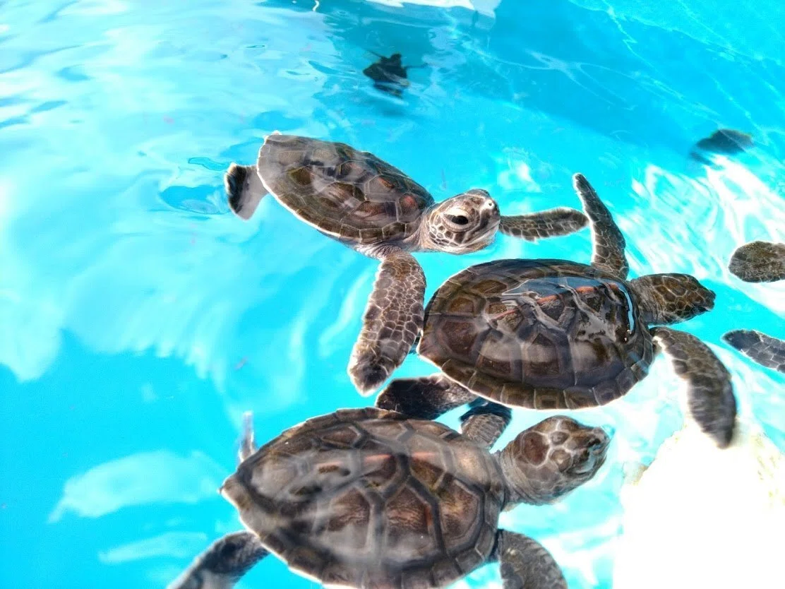 ウミガメを絶滅させない～海ほんらいの力をサポートする～