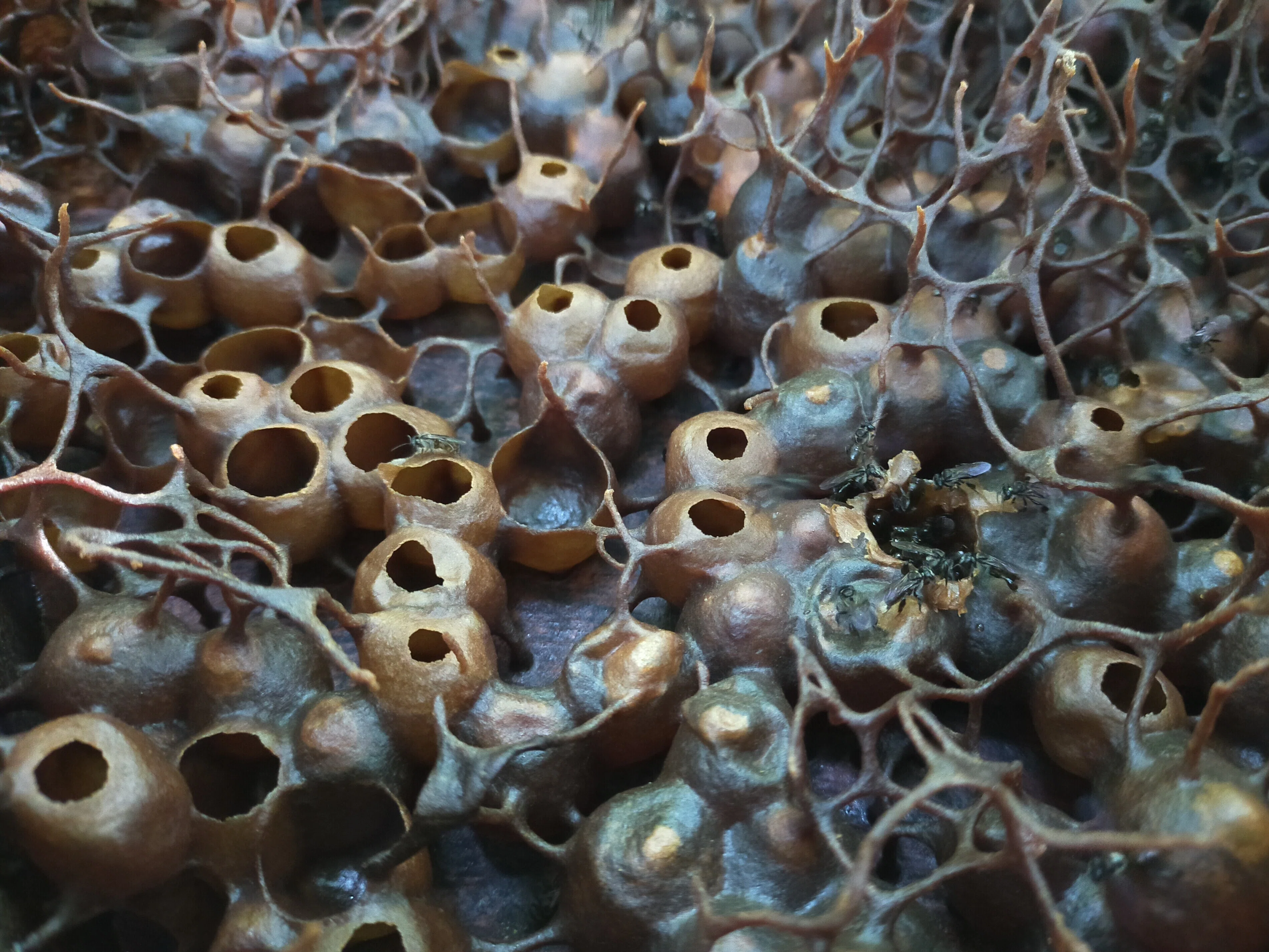 昆虫 針 なし ミツバチ ハチミツ少量の 小さなハチ に引く手あまたの謎