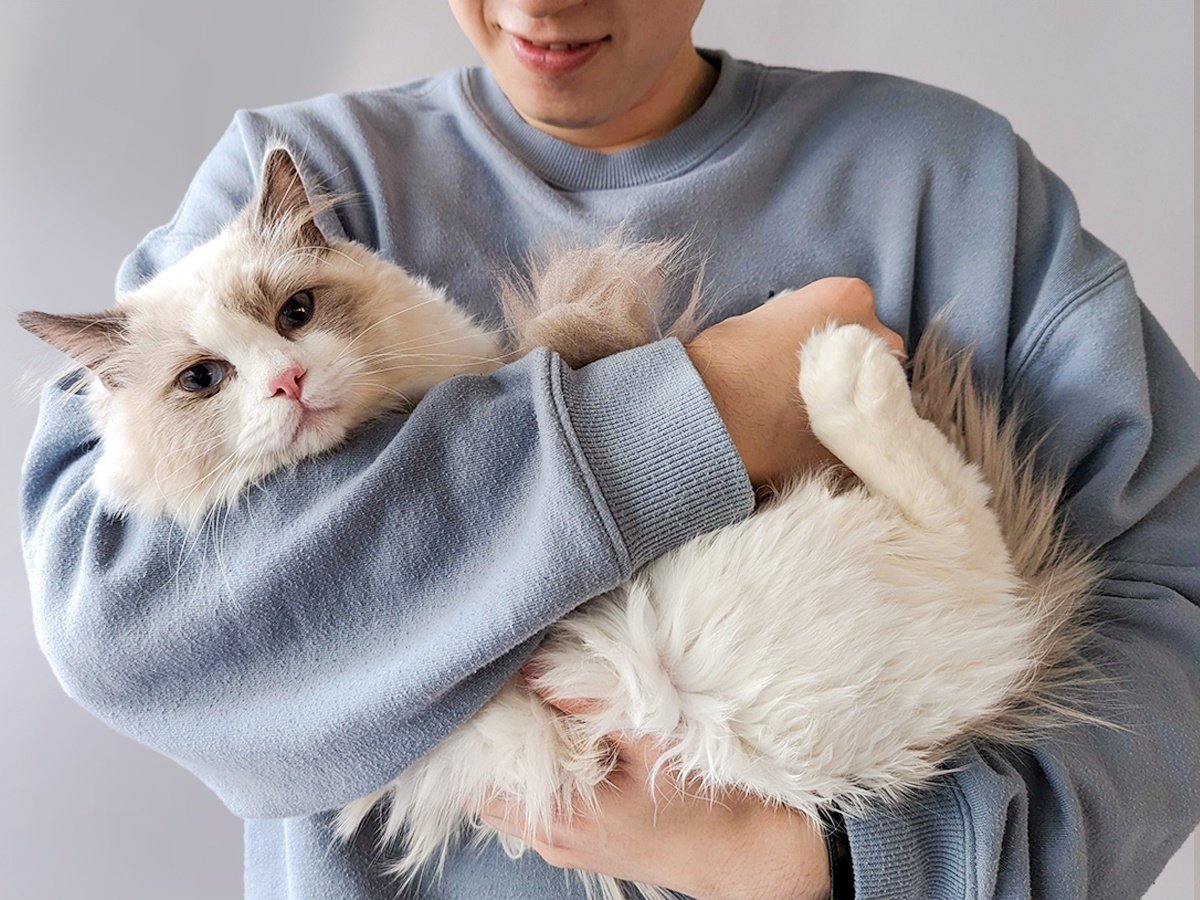 CatlogでFIP兆候を早期に発見。しょーちゃんとCatlogが見守った