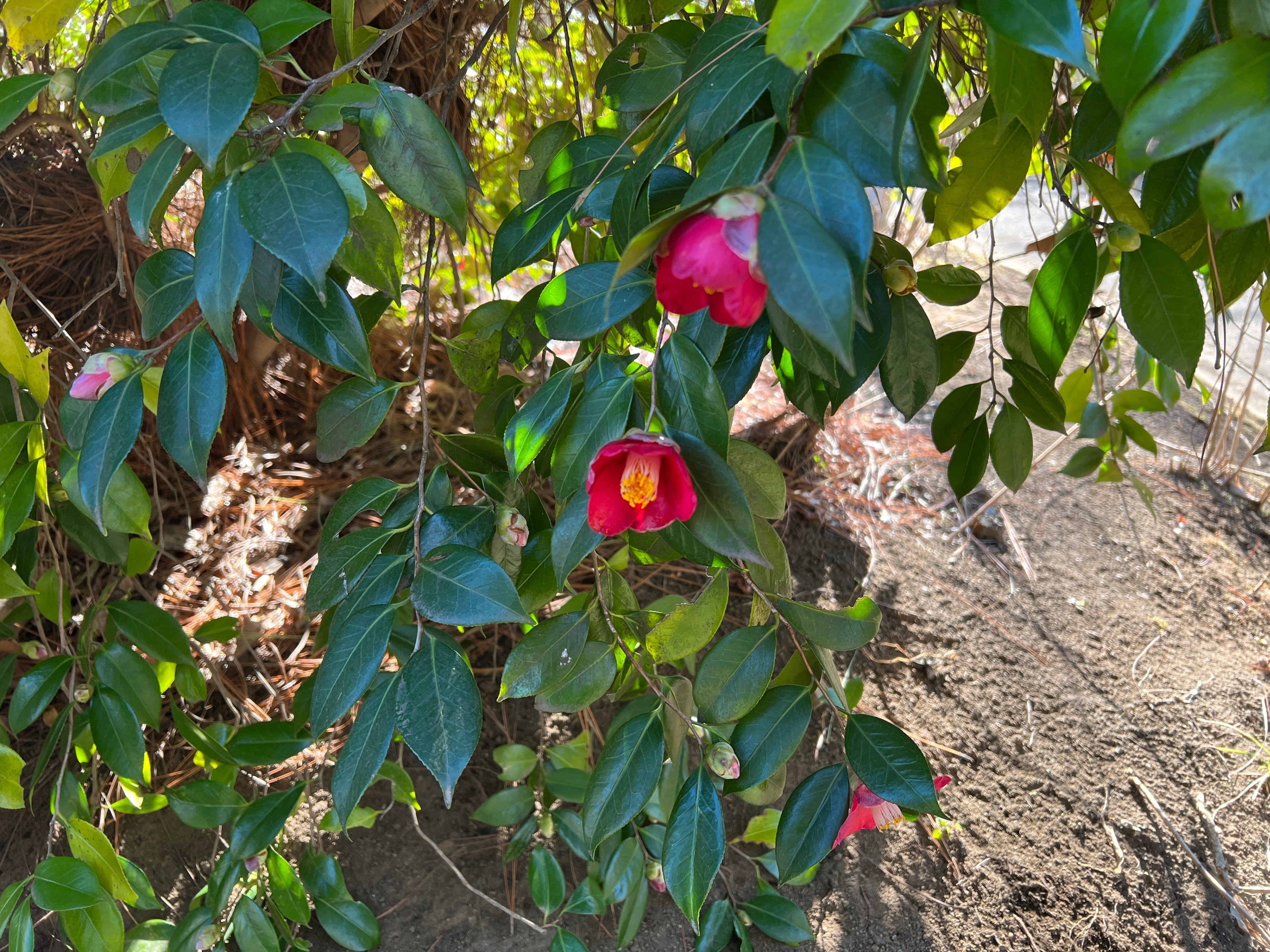 新品未開封　つみきみほ　精霊のささやき　激レア　范文雀、植木等、かの香織　廃盤 Yahoo!オークション -「精霊のささやき」の落札相場・落札価格