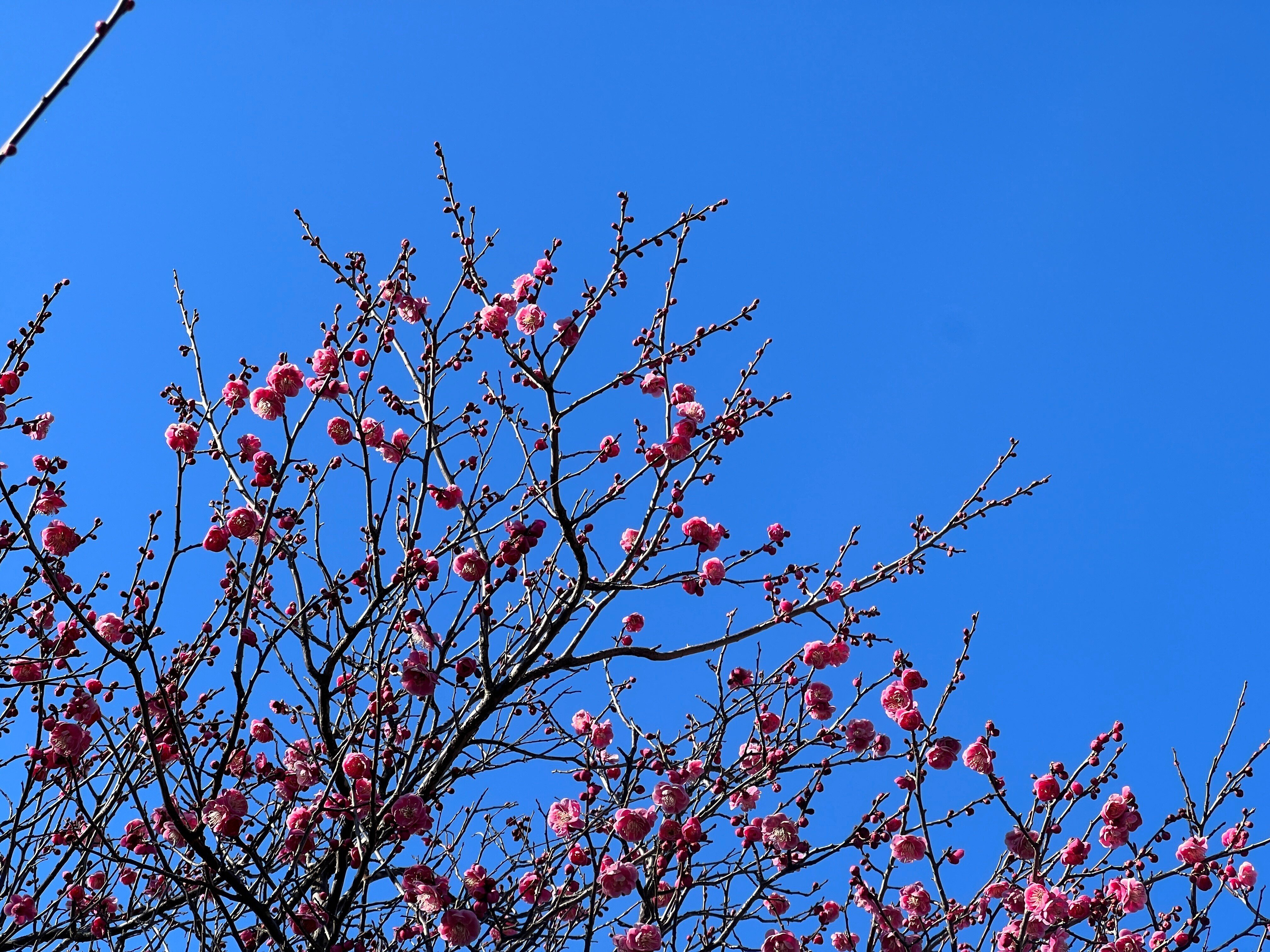 紅白梅花圖 2023.02.16 梅 【野梅】【紅梅】｜日本花卉文化株式会社