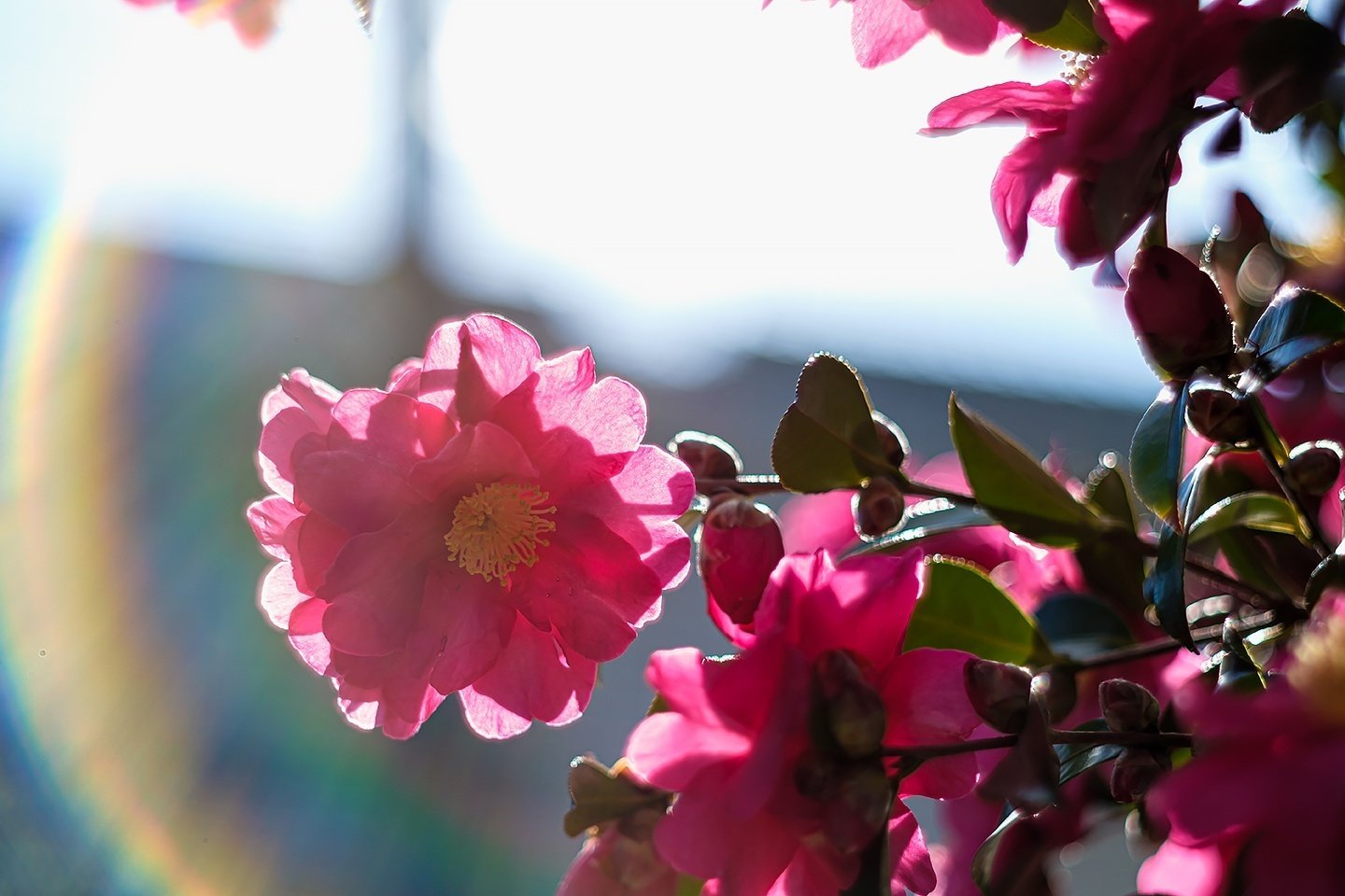 FUJIFILM X-E3 というカメラ|FlatWest_HADO FUJIFILM X-E3 というカメラ|FlatWest_HADO