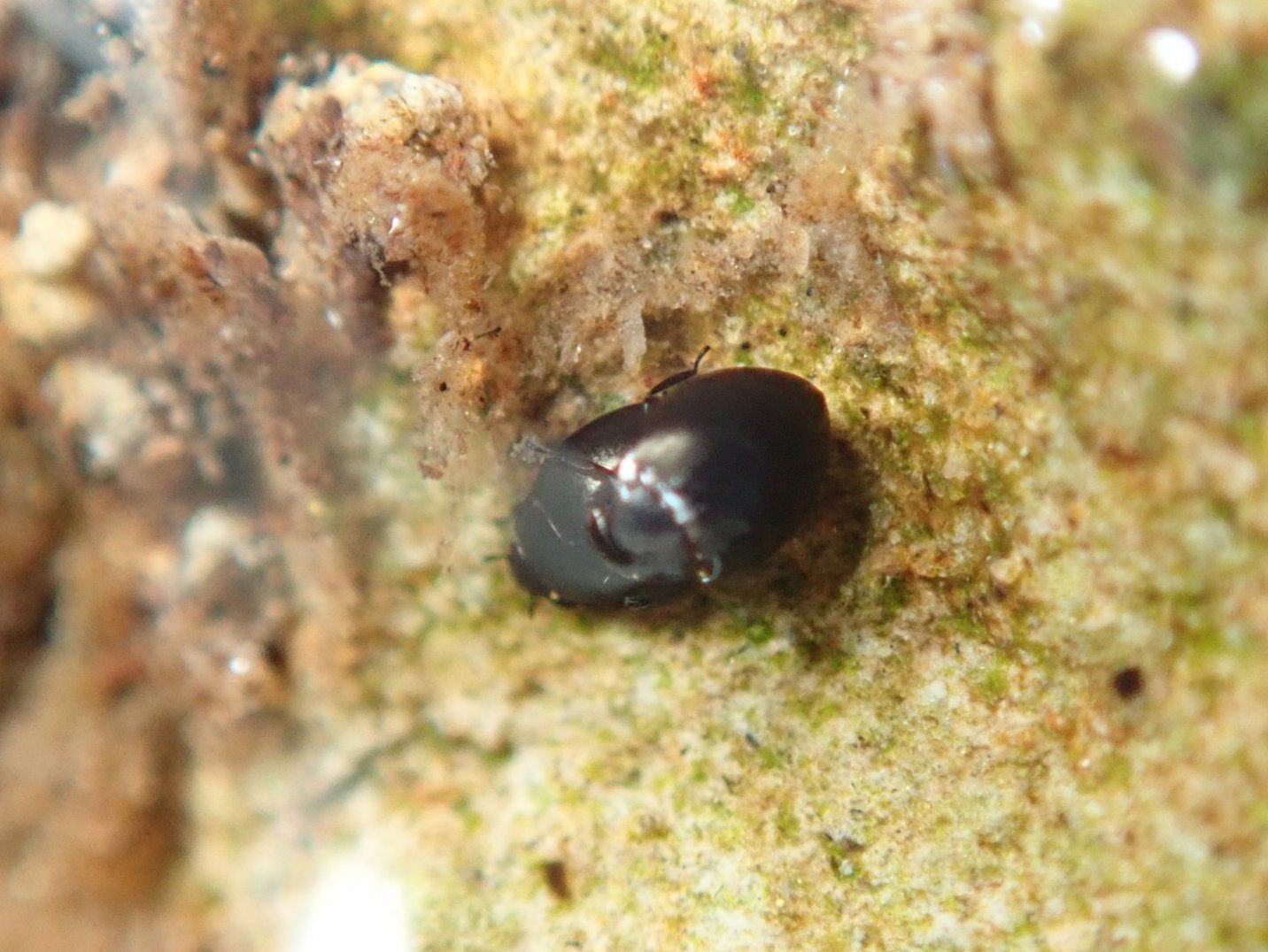 湿岩性甲虫探し―クロサワツブミズムシとコマルシジミガムシ―｜hydraenids