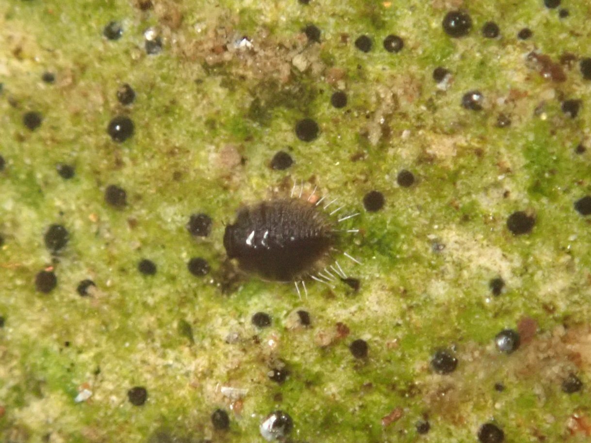 湿岩性甲虫探し―クロサワツブミズムシとコマルシジミガムシ―｜hydraenids