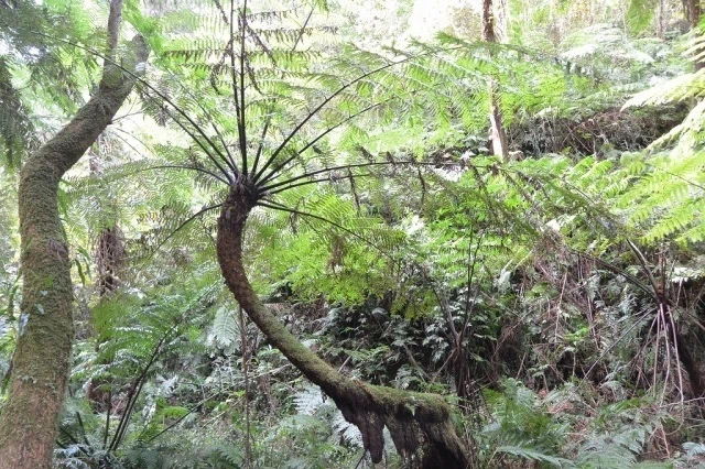 【週末投稿】つれづれ有用植物＃176（ヘゴ科ヘゴ属：ヘゴ）｜PinguBanana