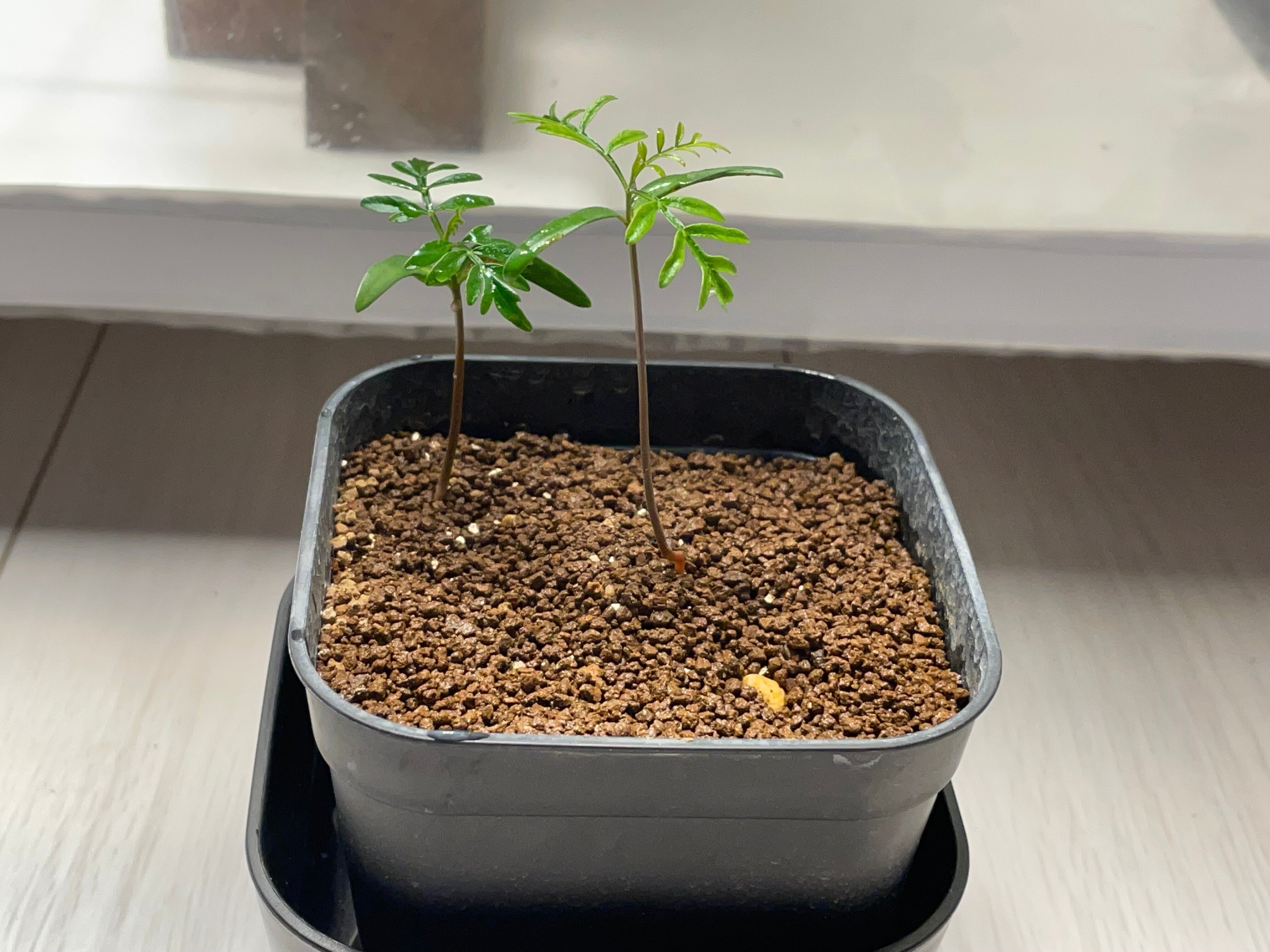 パキプス100粒実生チャレンジ vol.03｜LIFECYCLE