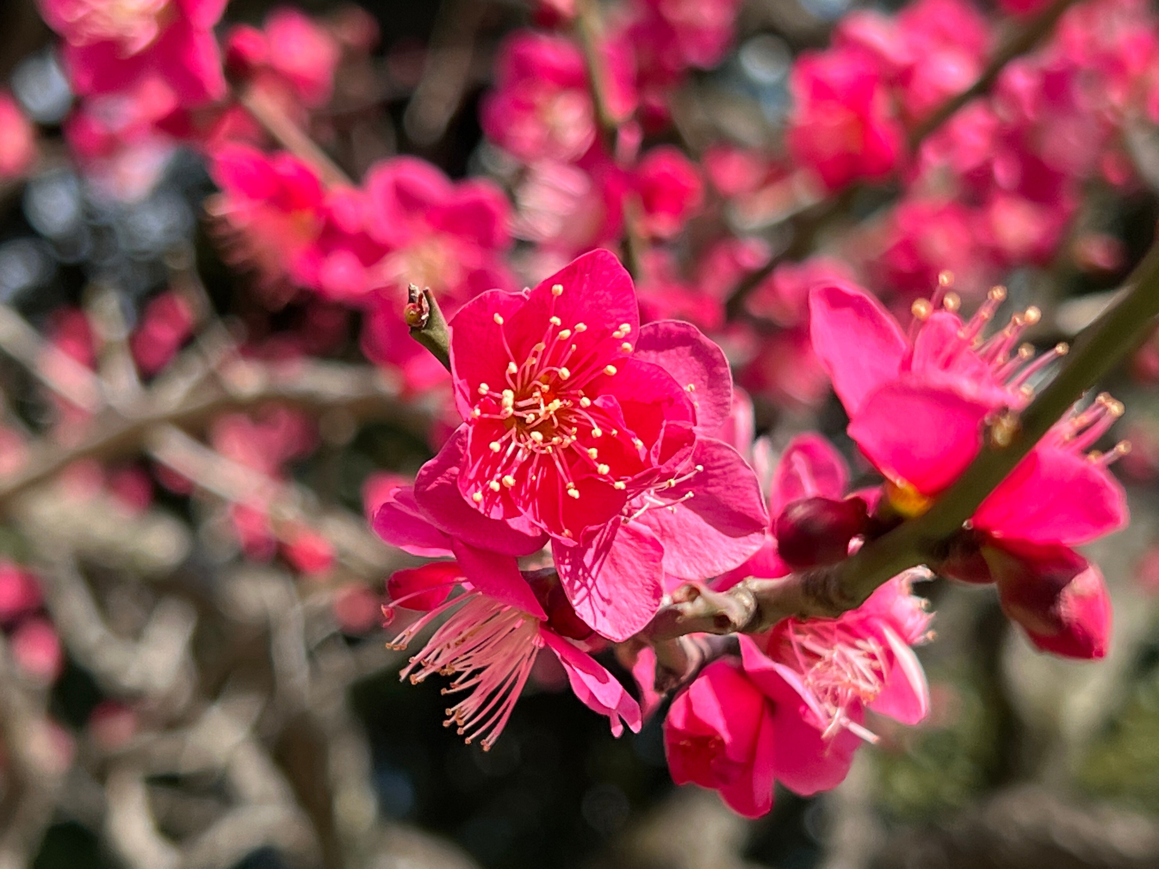 梅壽 花鳥 2023.02.20 梅【紅千鳥】【思いのまま】【白滝枝垂】｜日本花卉