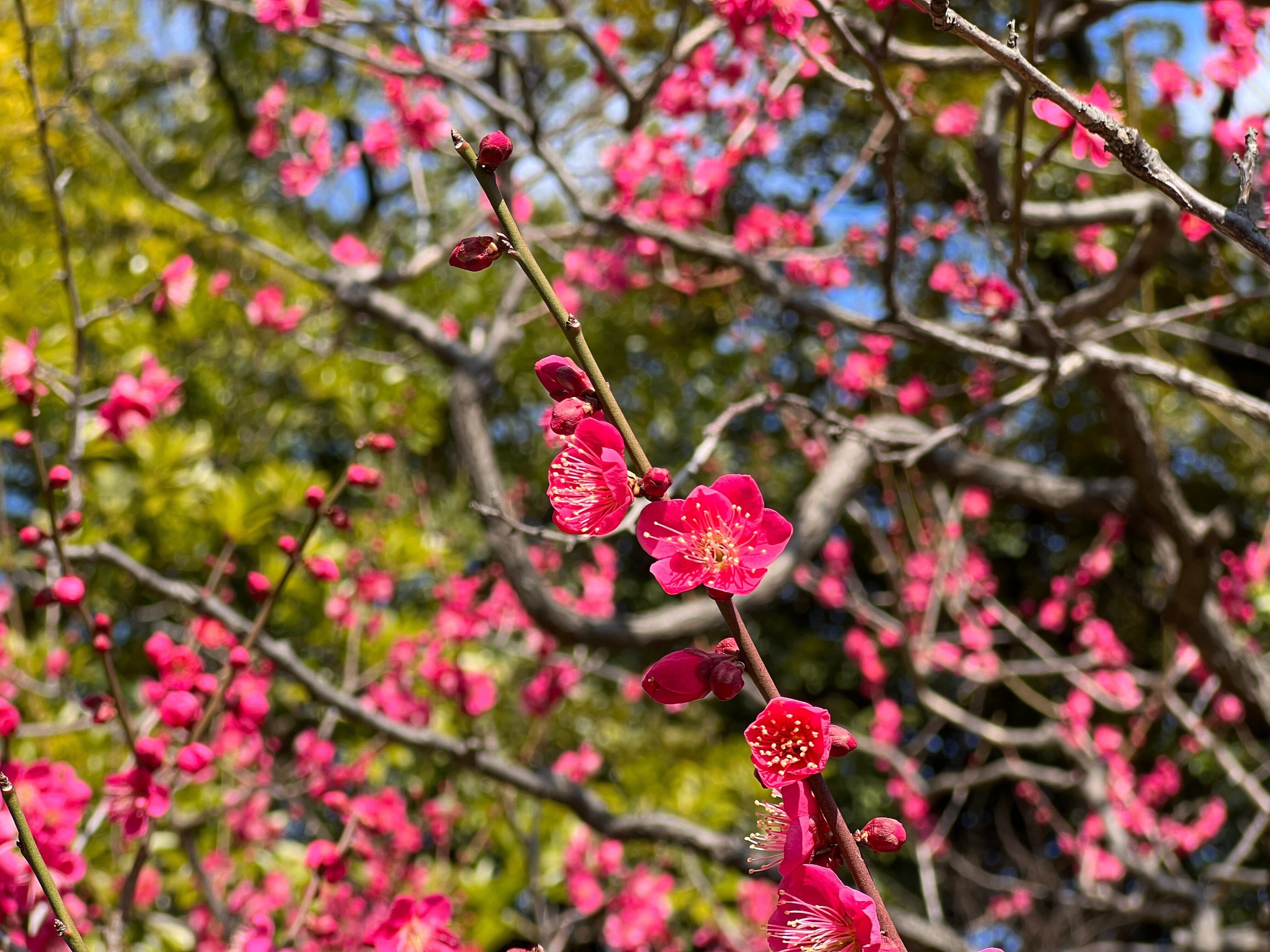 2023.02.20 梅【紅千鳥】【思いのまま】【白滝枝垂】｜日本花卉