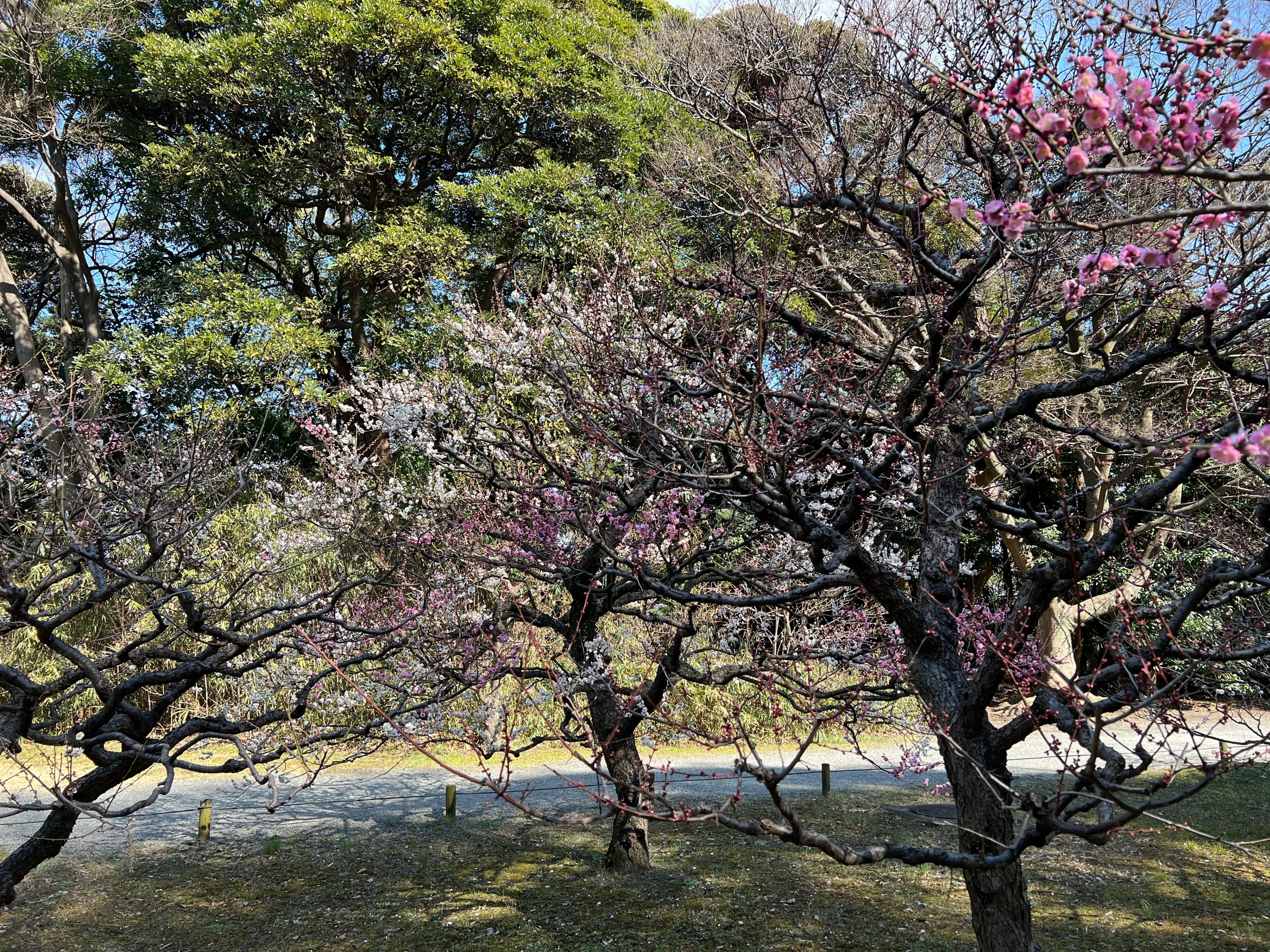 梅壽 花鳥 413a228l92L._UF350,350_QL80_.jpg