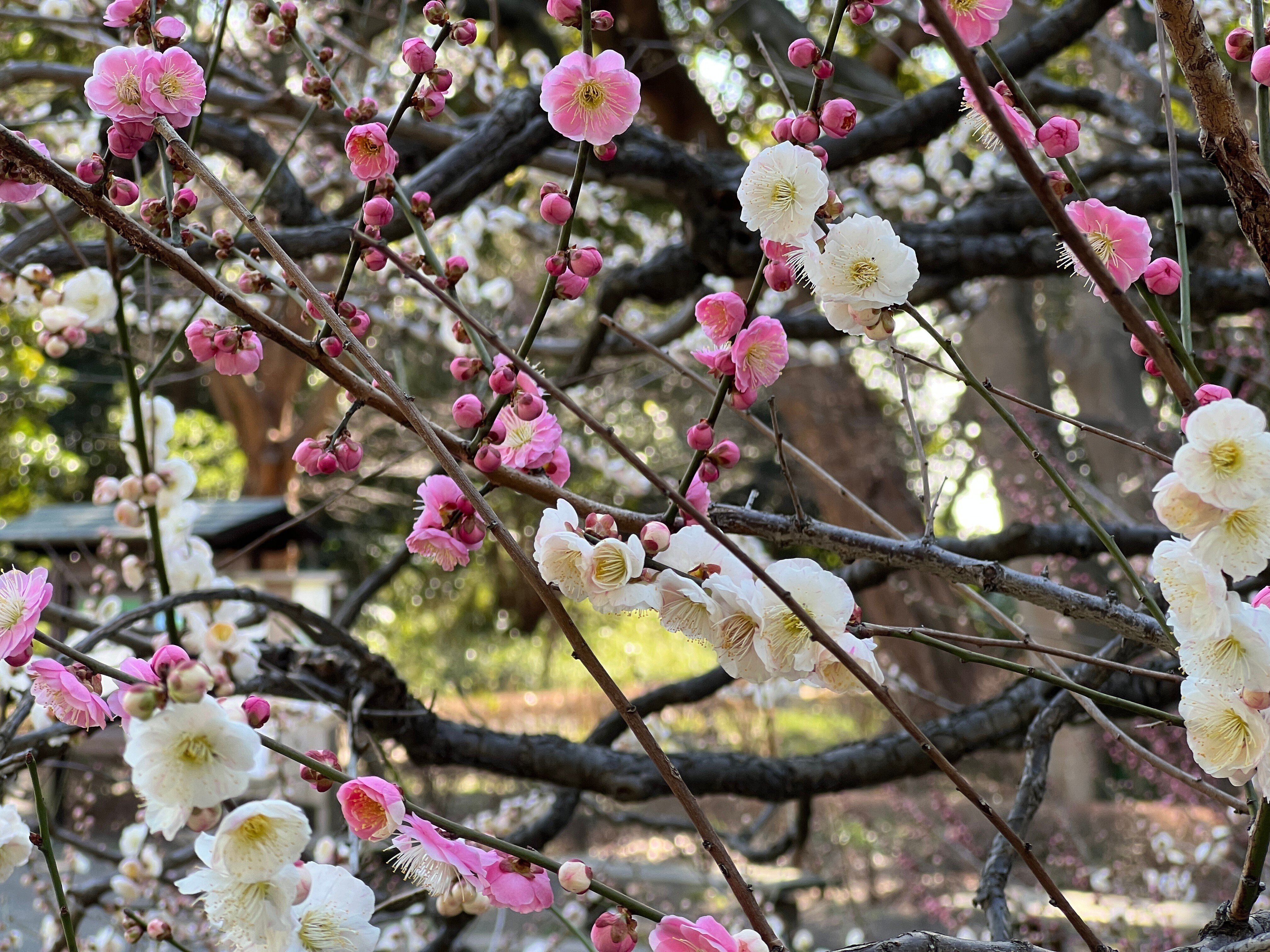 梅壽 花鳥 2023.02.20 梅【紅千鳥】【思いのまま】【白滝枝垂】｜日本花卉